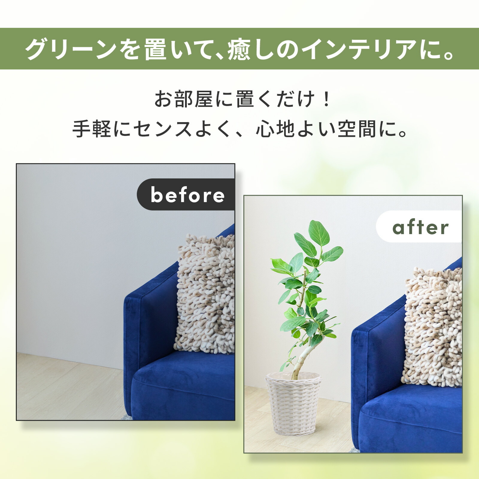 フィカス・ベンガレンシス 6号 白かご