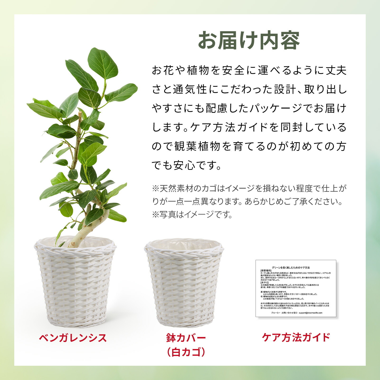 フィカス・ベンガレンシス 6号 白かご
