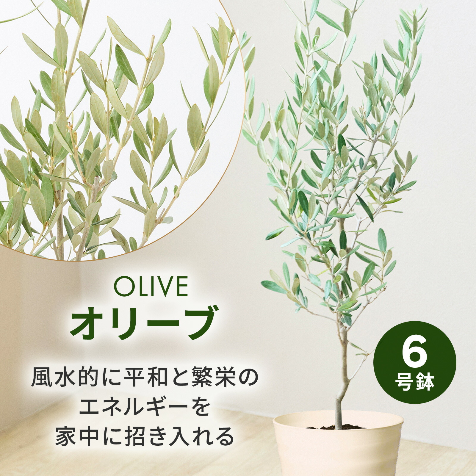 オリーブ 6号