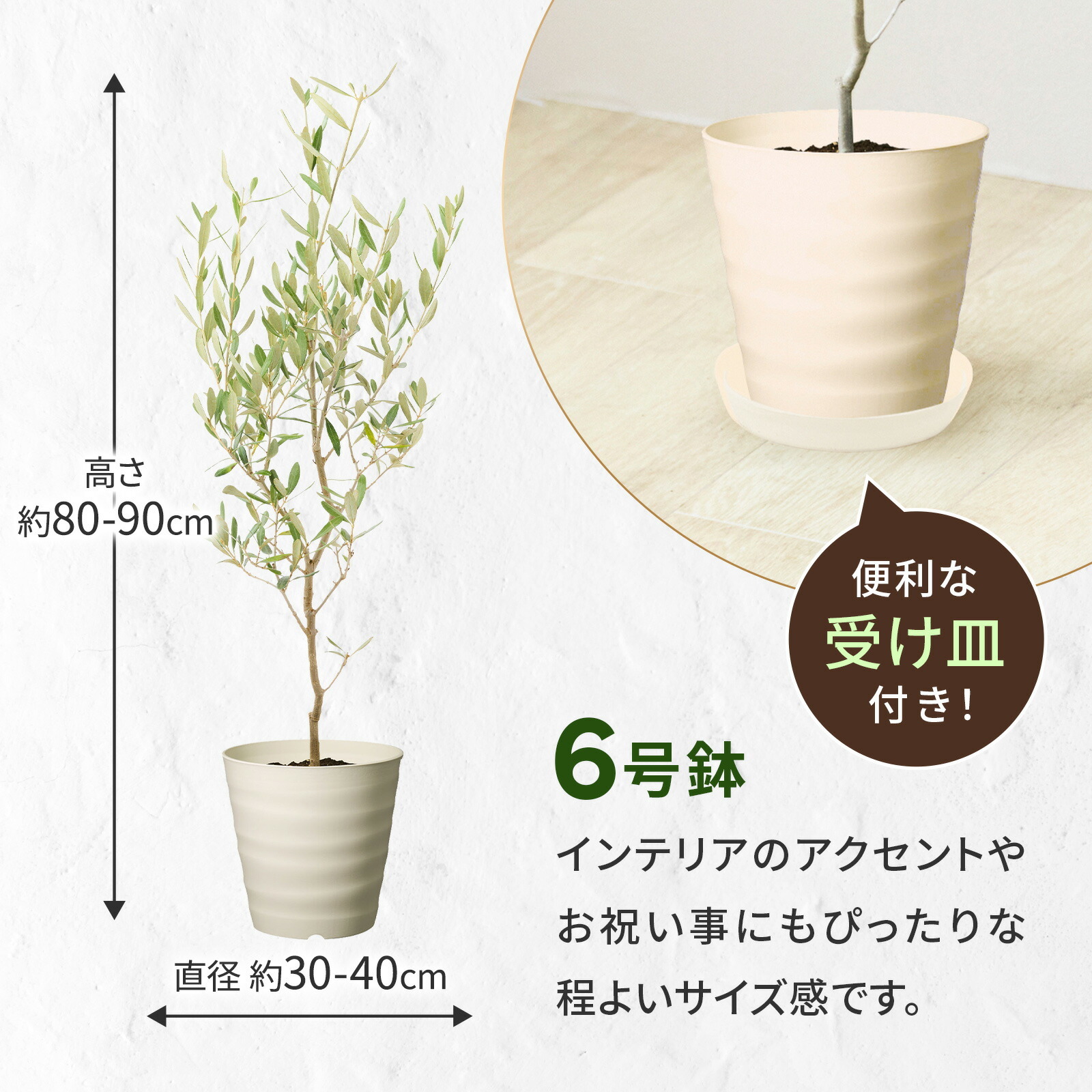 オリーブ 6号