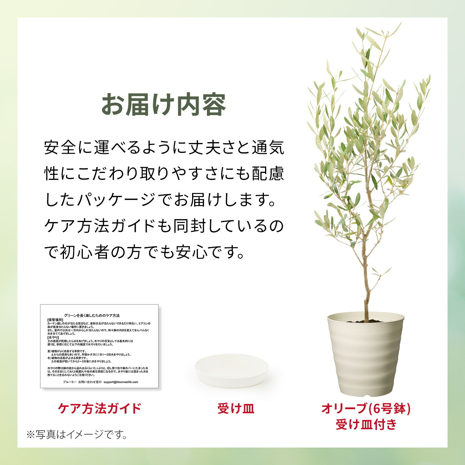オリーブ 6号