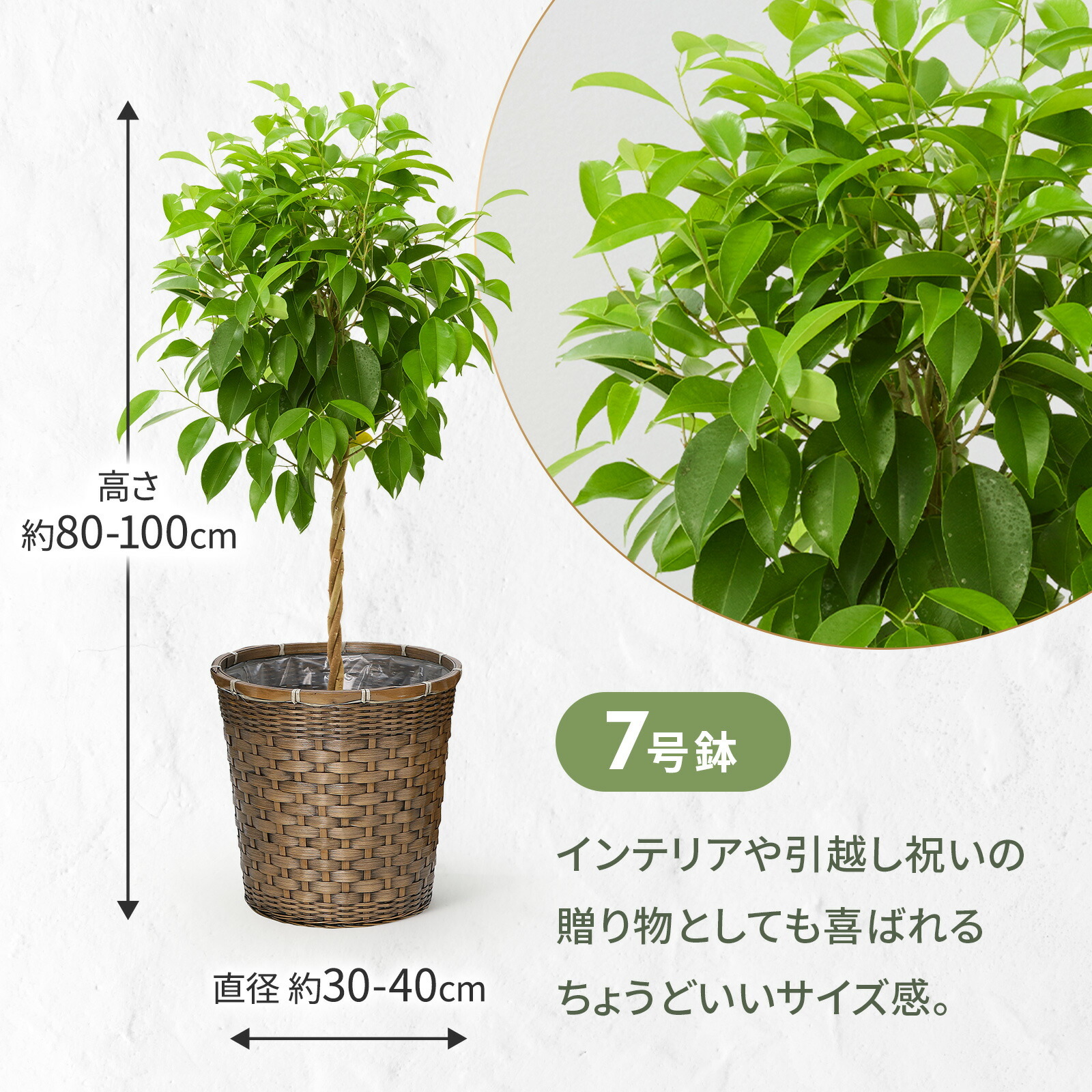 ベンジャミン　７号 編み込みバスケット