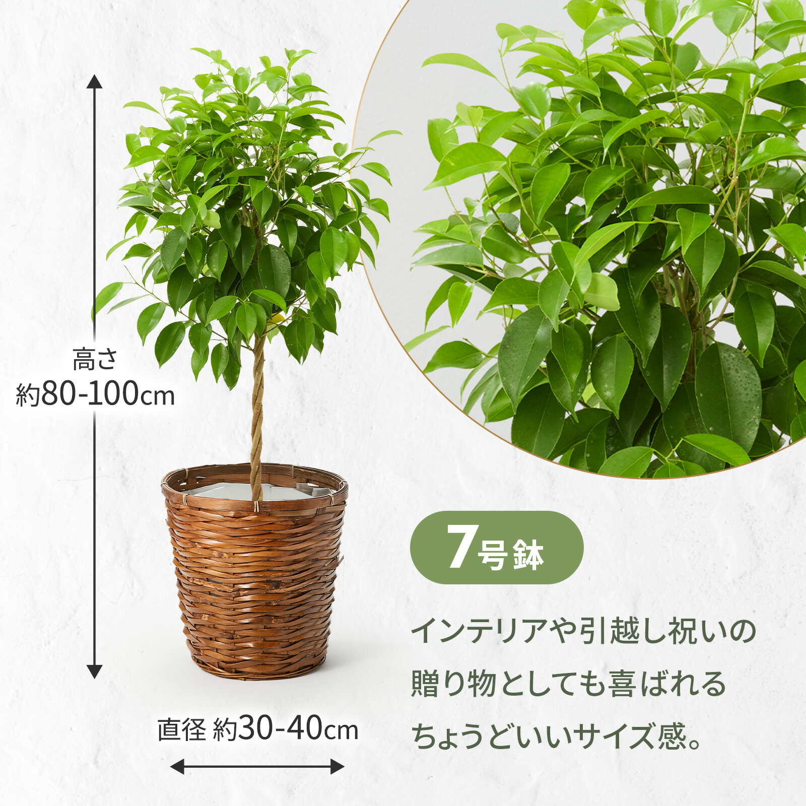 ベンジャミン　７号 かご
