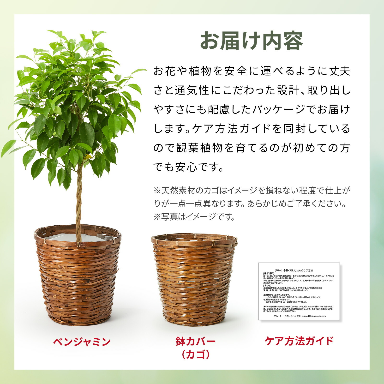 ベンジャミン　７号 かご