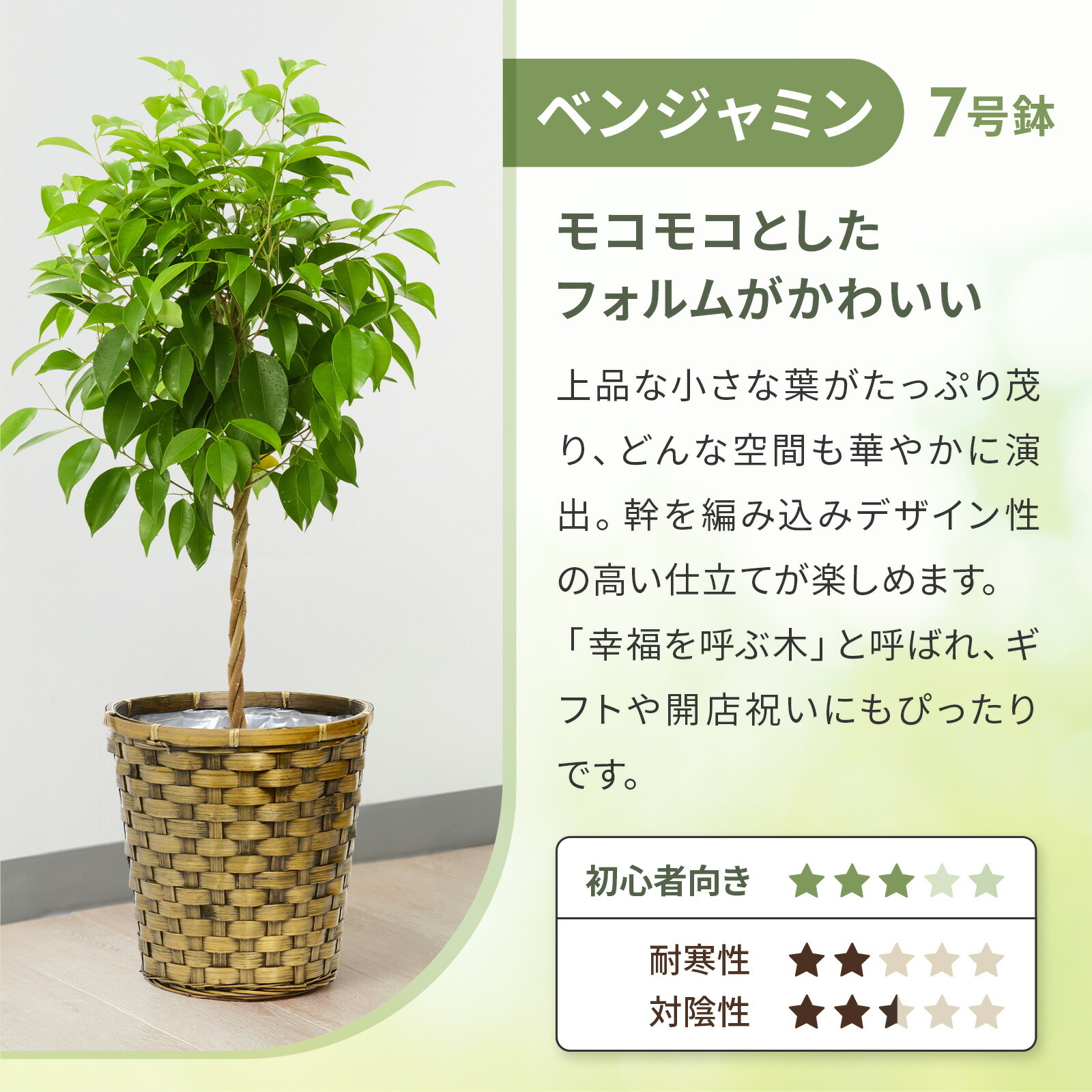 ベンジャミン　７号 木目かご