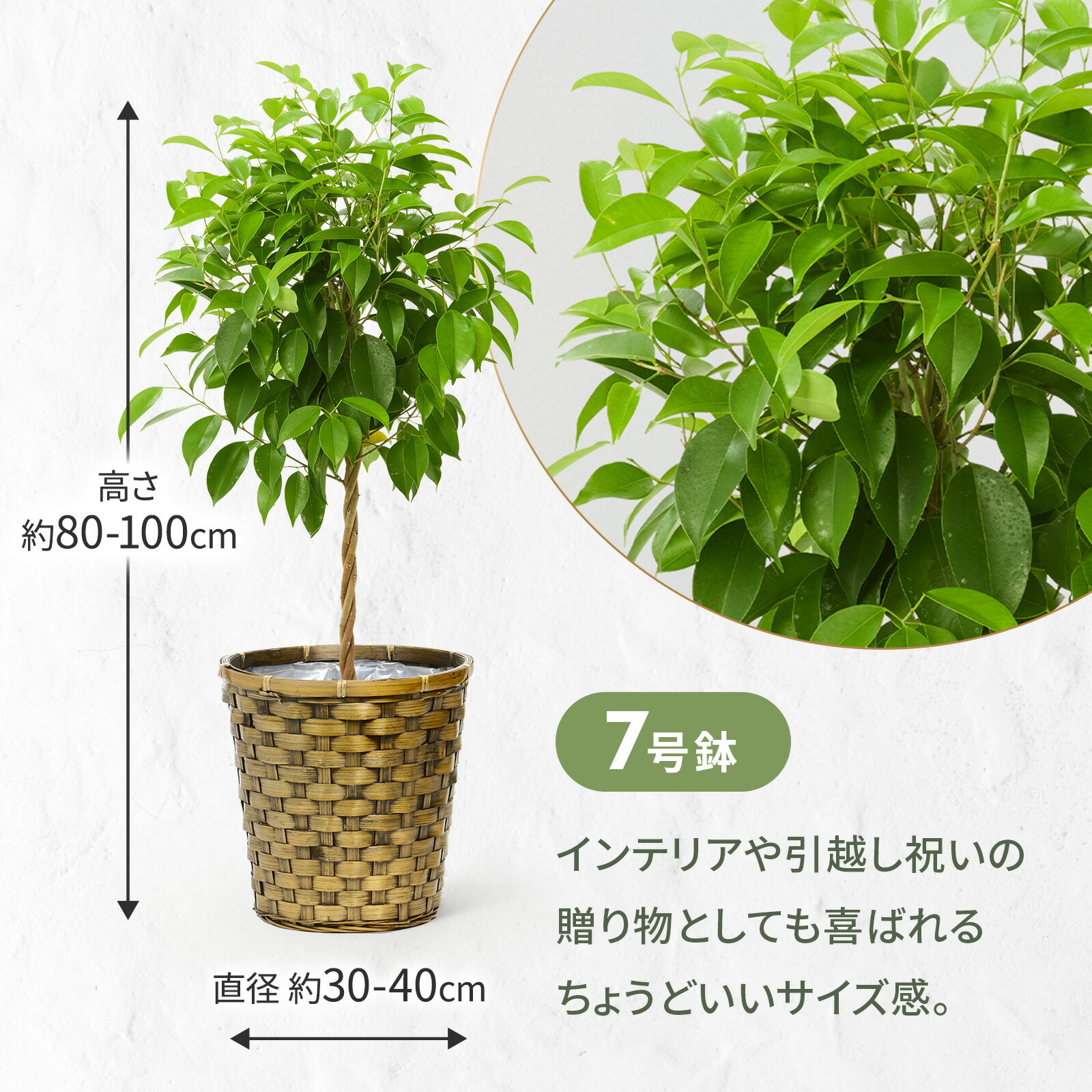 ベンジャミン　７号 木目かご