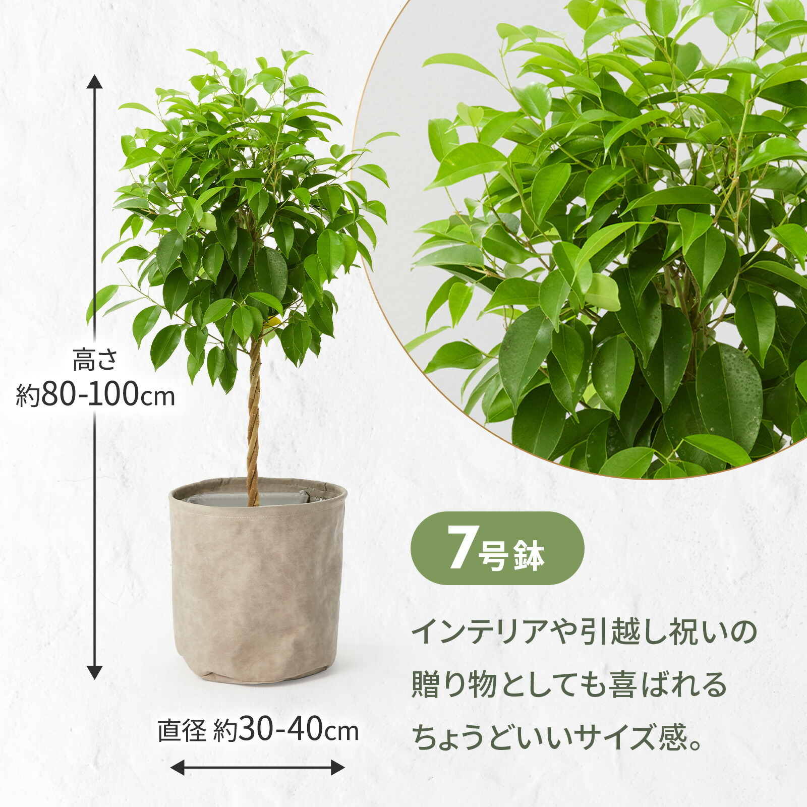 ベンジャミン　７号 レザー調カバー