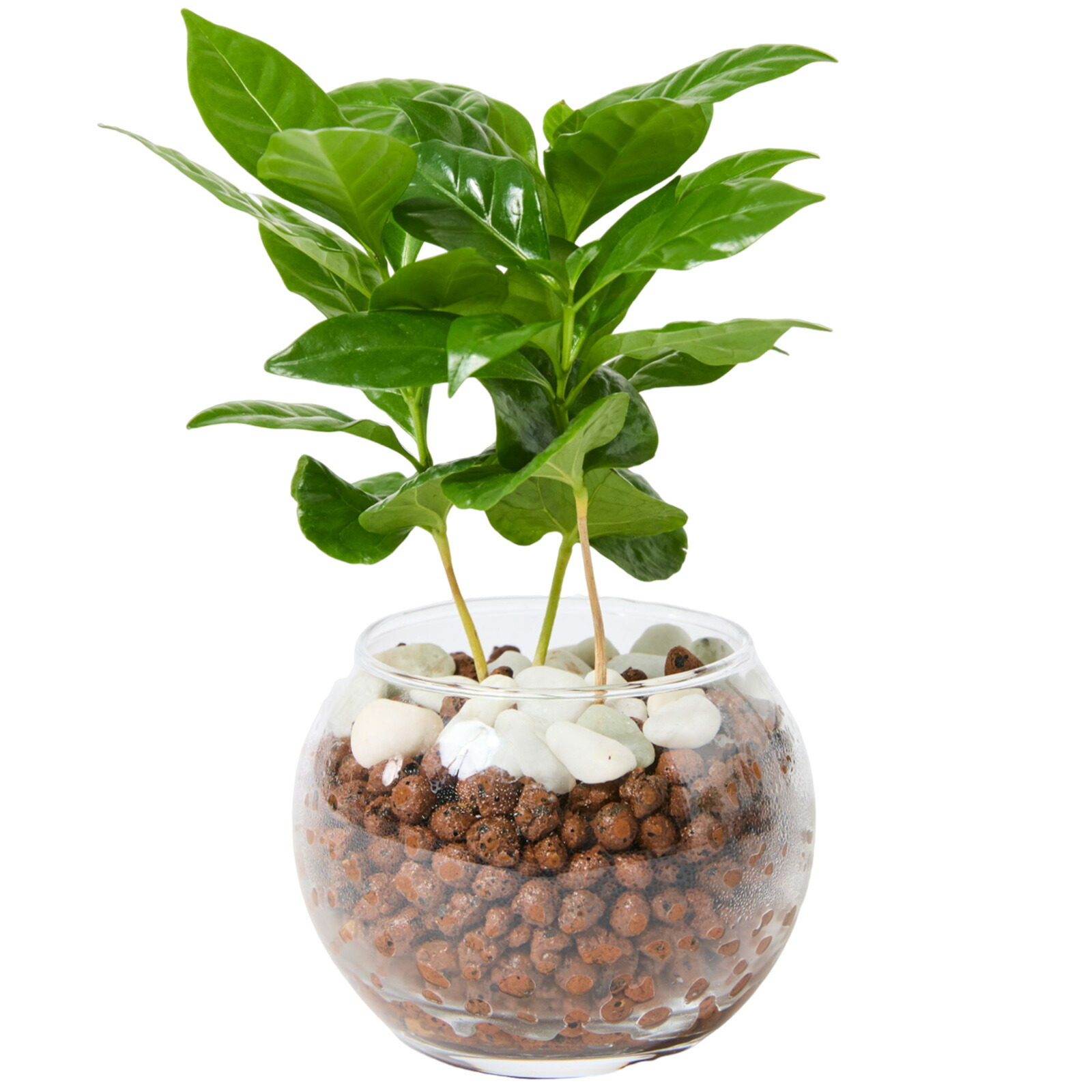 コーヒーの木 ３号 ハイドロカルチャー 観葉植物