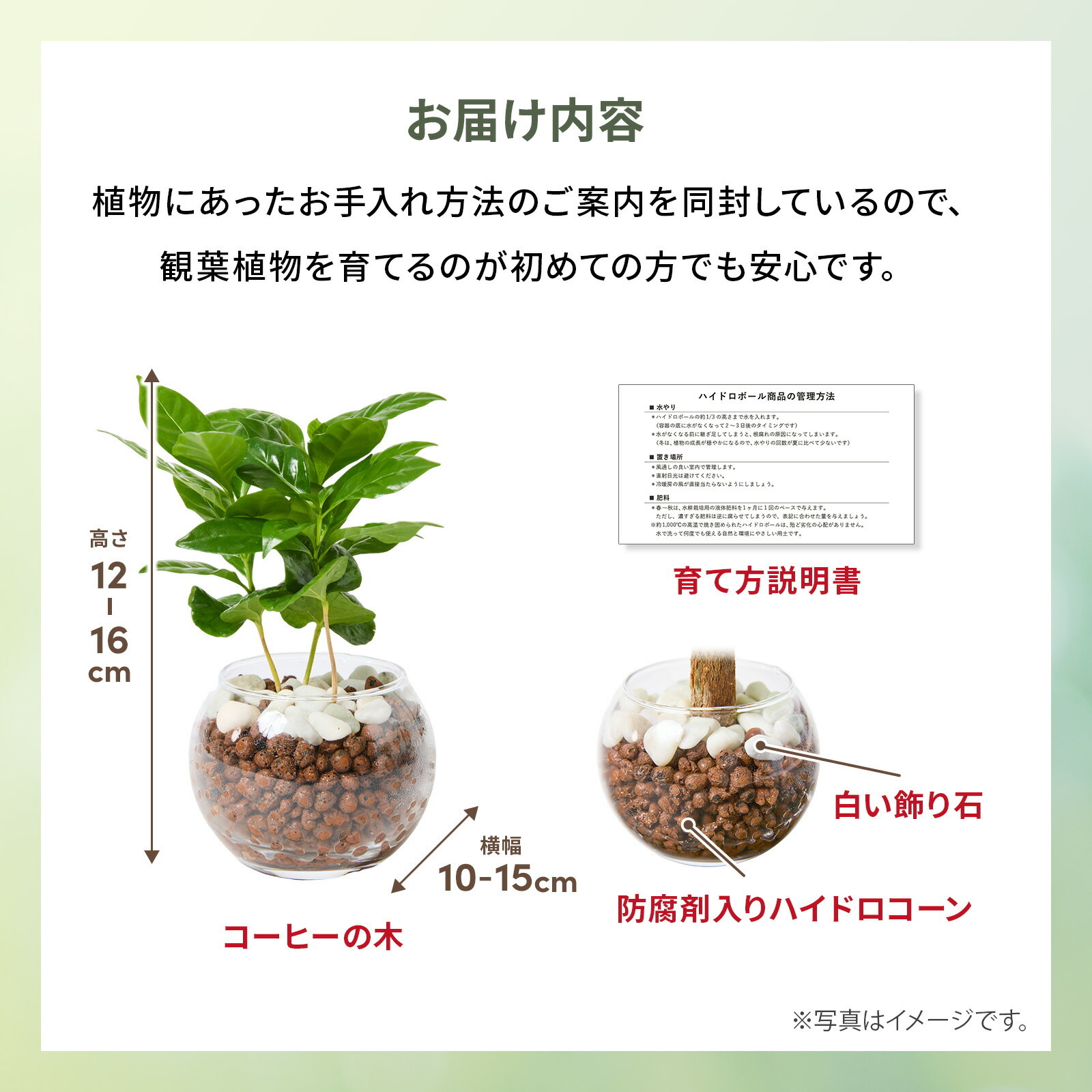 コーヒーの木 ３号 ハイドロカルチャー 観葉植物
