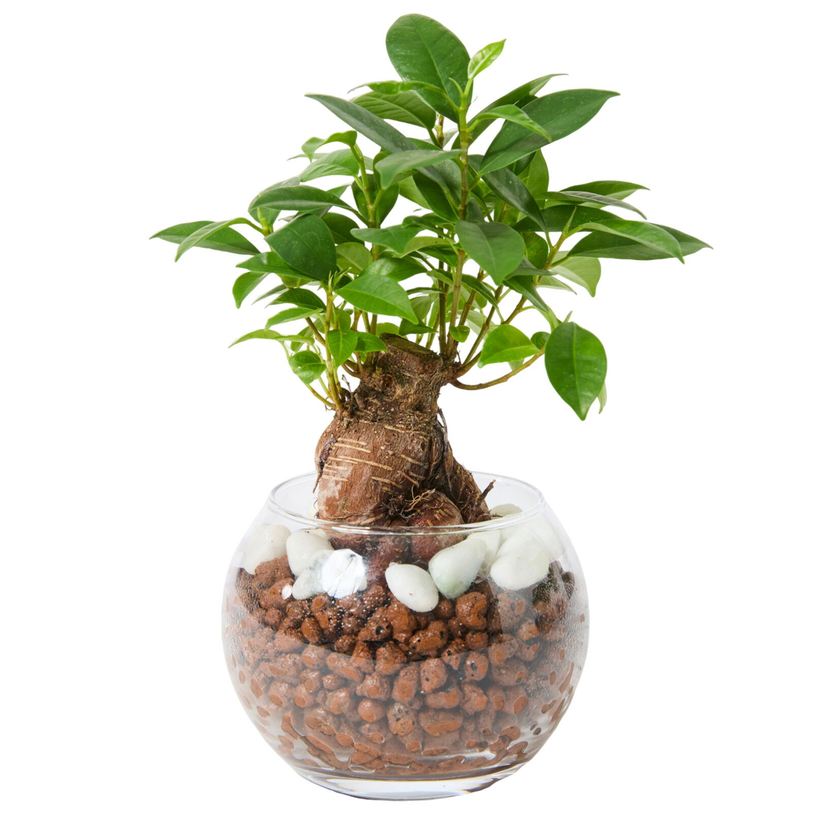 ガジュマル ３号 ハイドロカルチャー 観葉植物