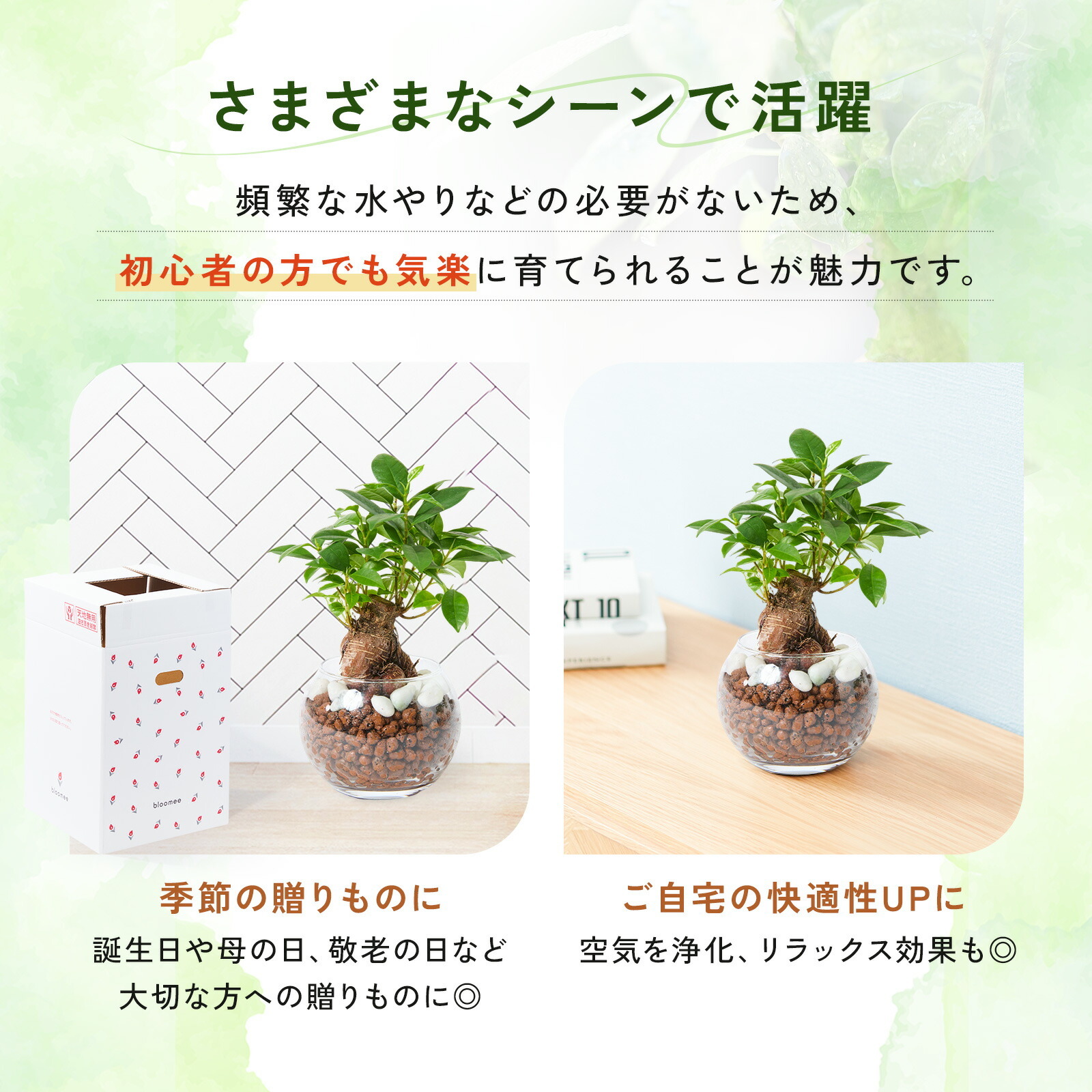 ガジュマル ３号 ハイドロカルチャー 観葉植物