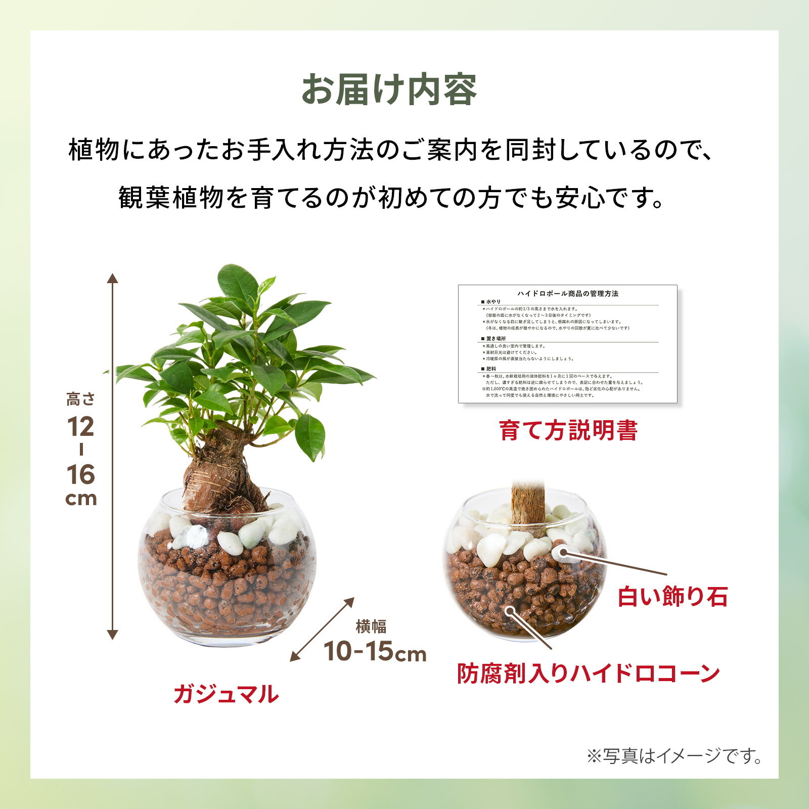 ガジュマル ３号 ハイドロカルチャー 観葉植物