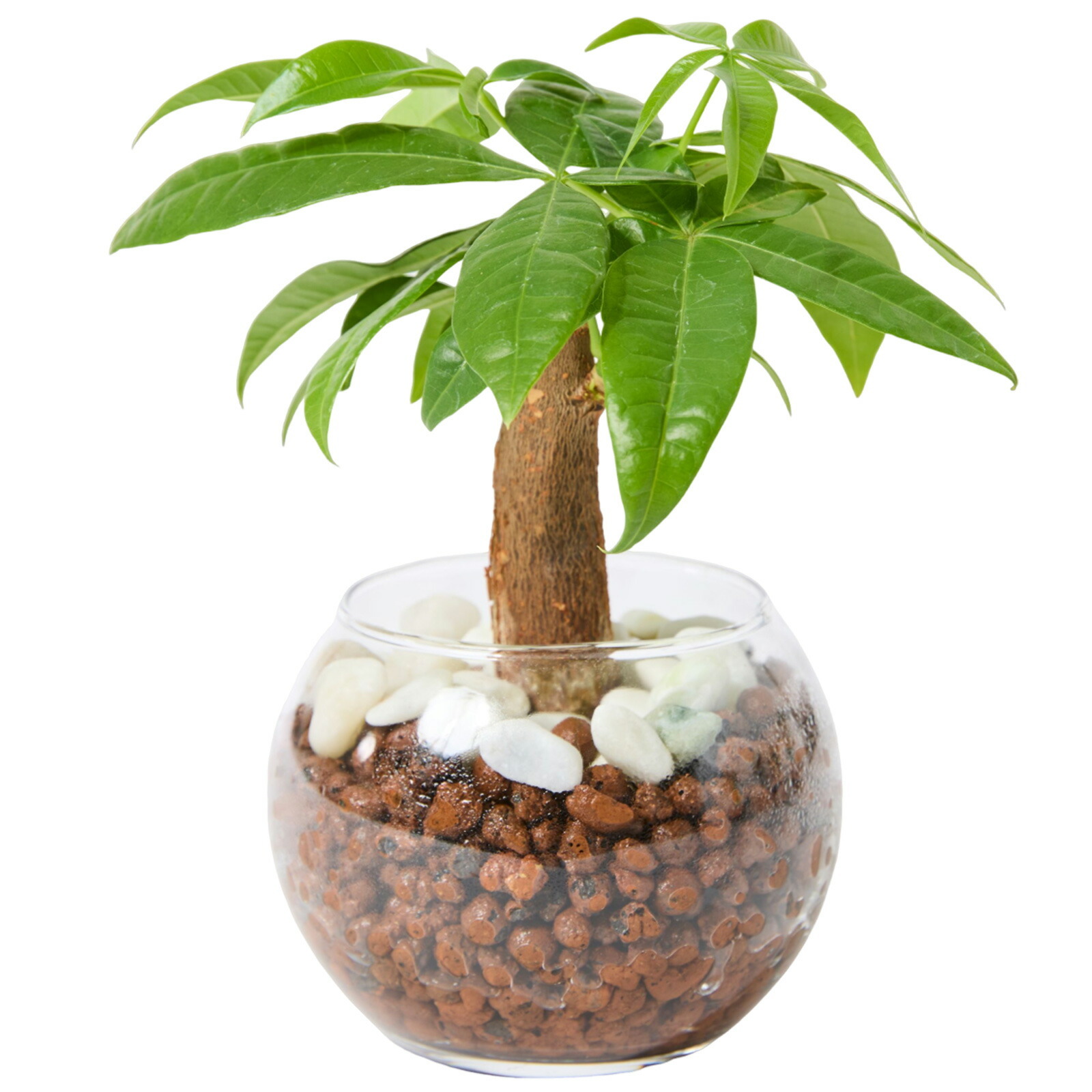 パキラ ３号 ハイドロカルチャー 観葉植物