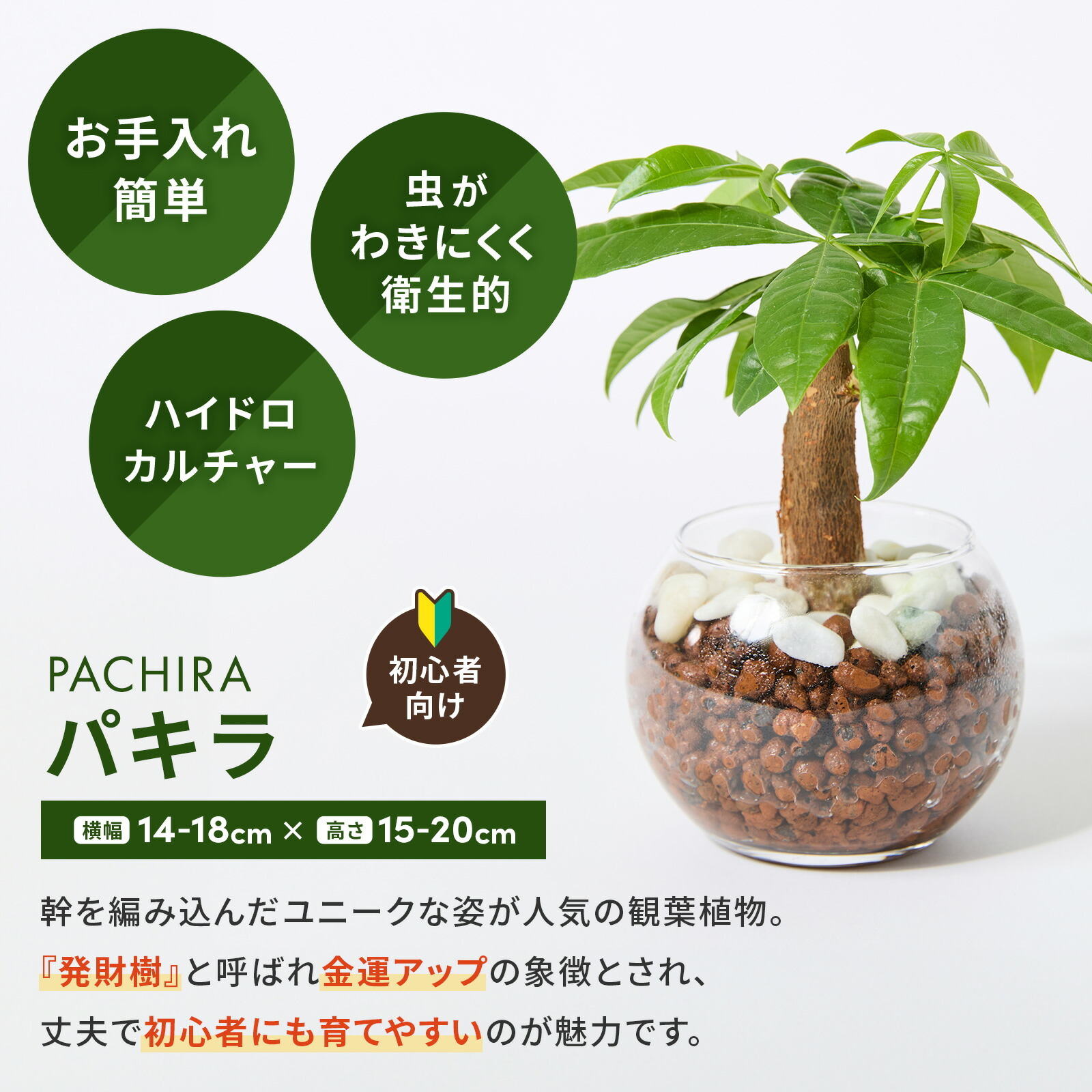 パキラ ３号 ハイドロカルチャー 観葉植物