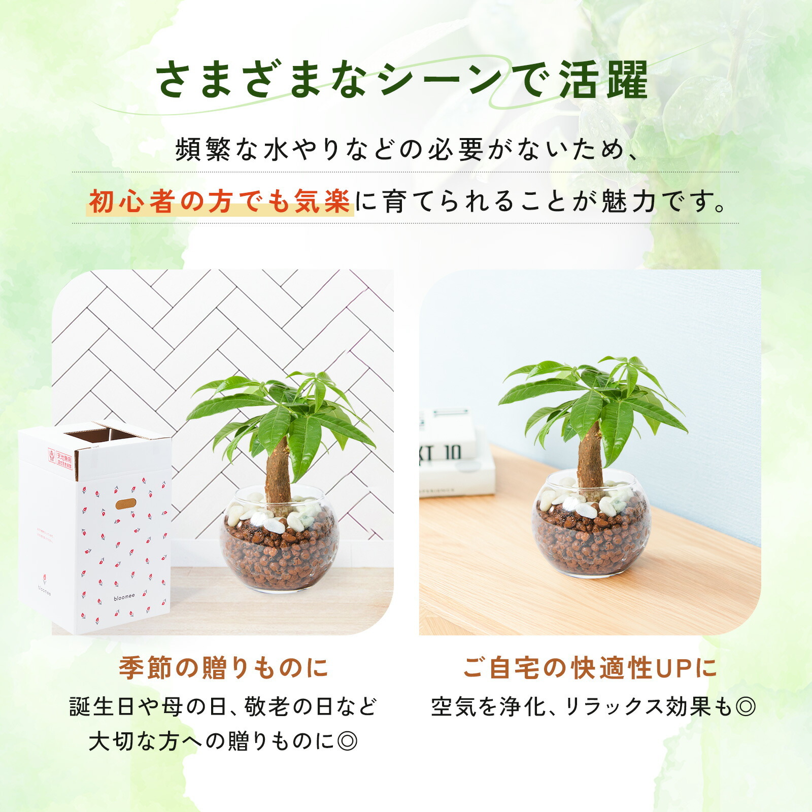 パキラ ３号 ハイドロカルチャー 観葉植物