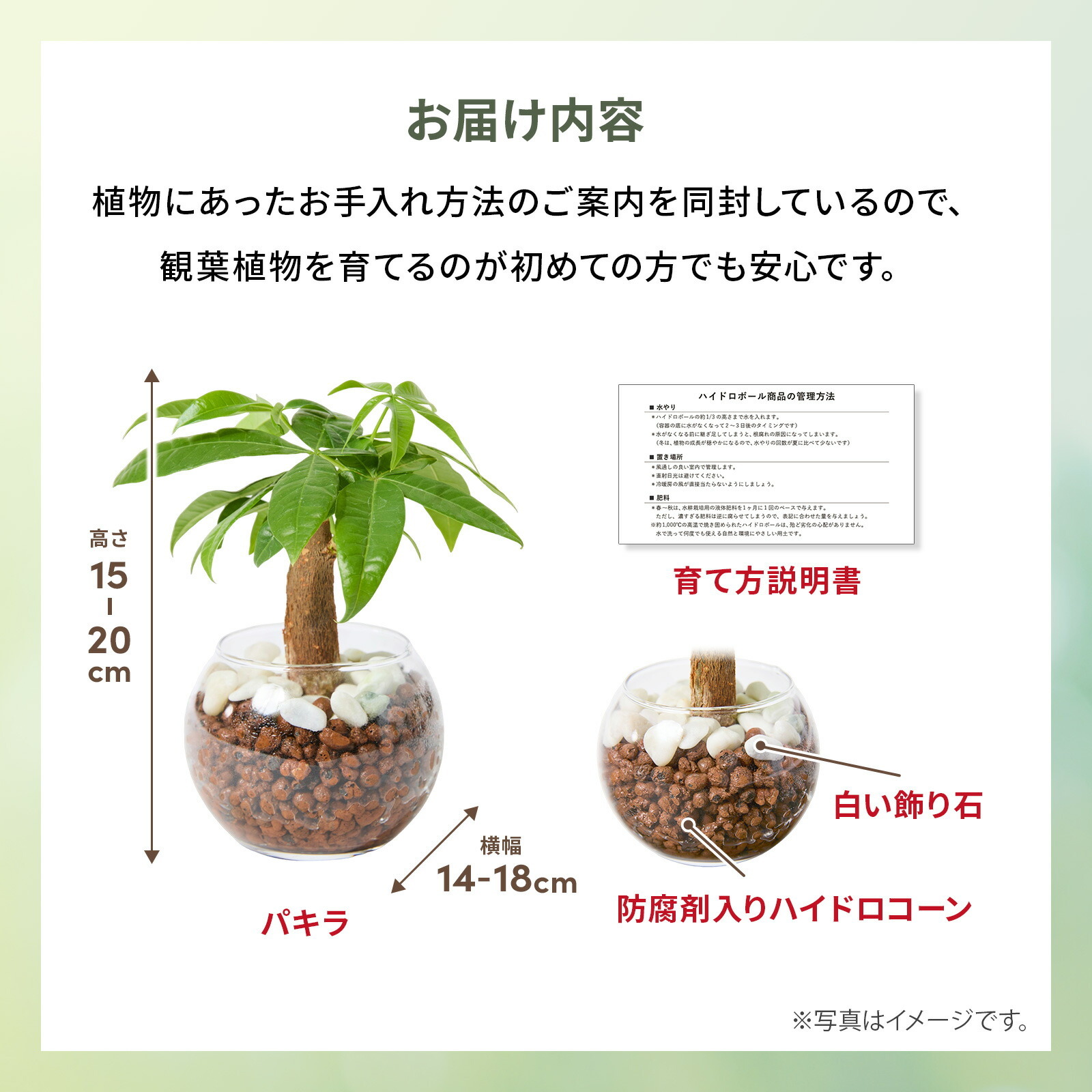 パキラ ３号 ハイドロカルチャー 観葉植物