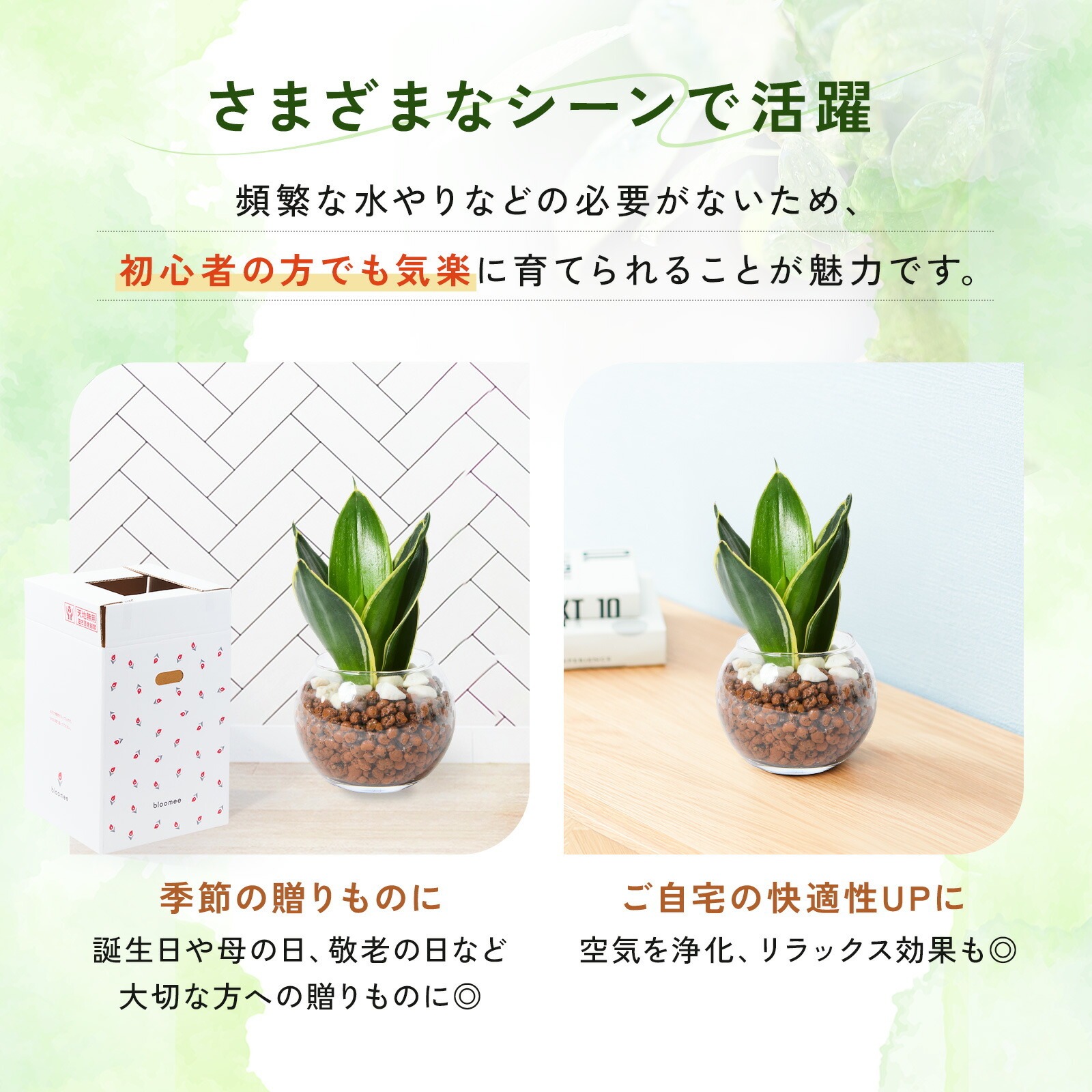 サンスベリア ３号 ハイドロカルチャー 観葉植物