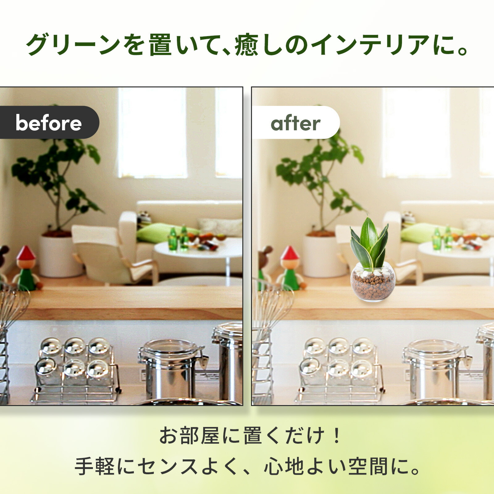 サンスベリア ３号 ハイドロカルチャー 観葉植物