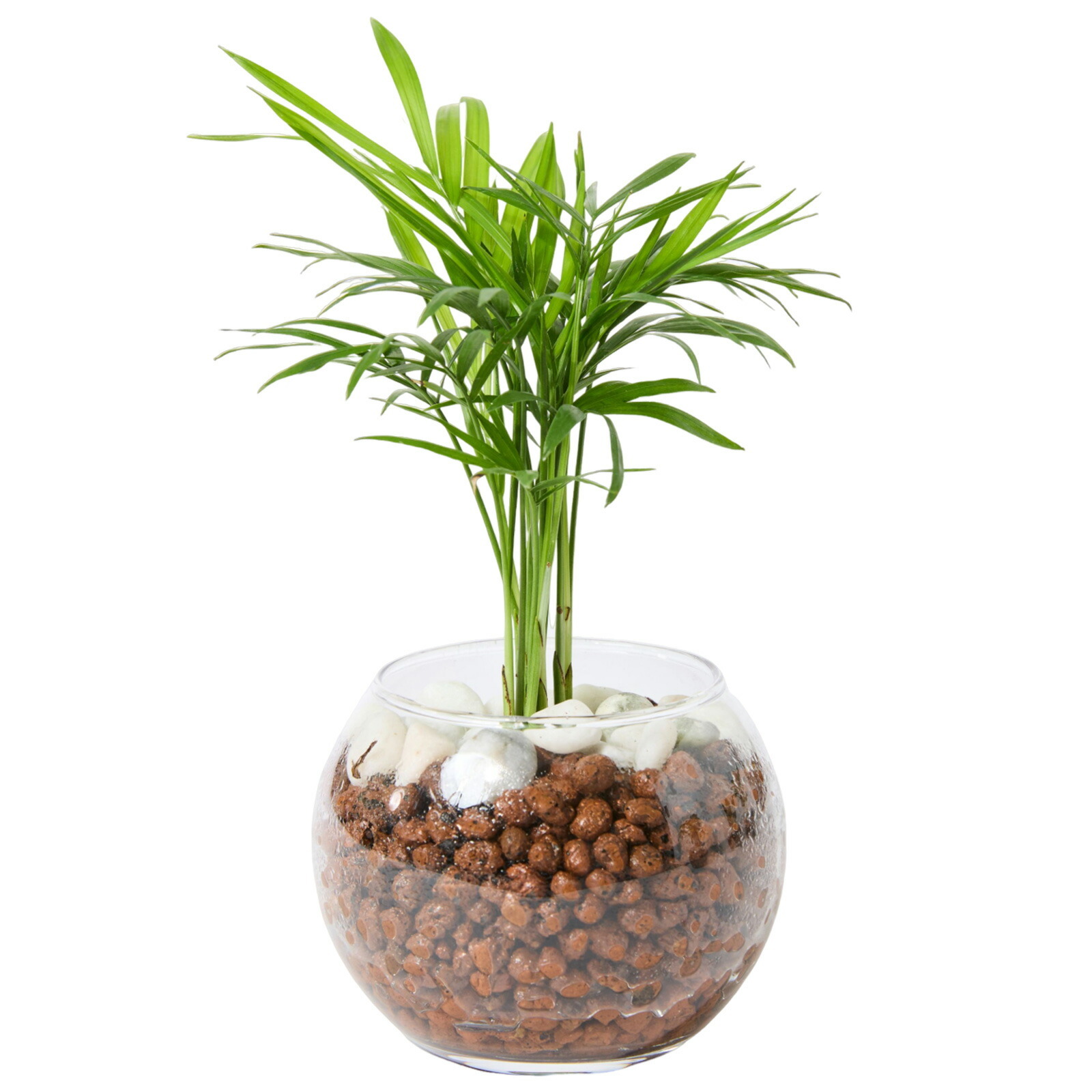 テーブルヤシ ３号 ハイドロカルチャー 観葉植物