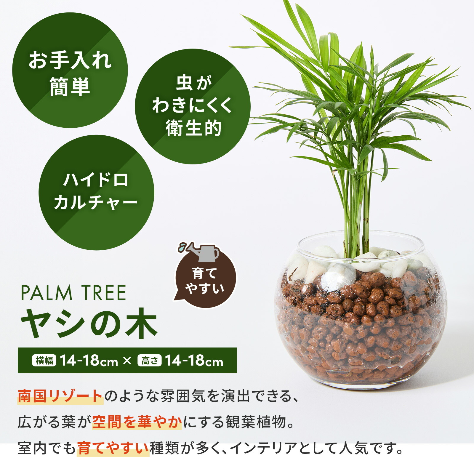 テーブルヤシ ３号 ハイドロカルチャー 観葉植物