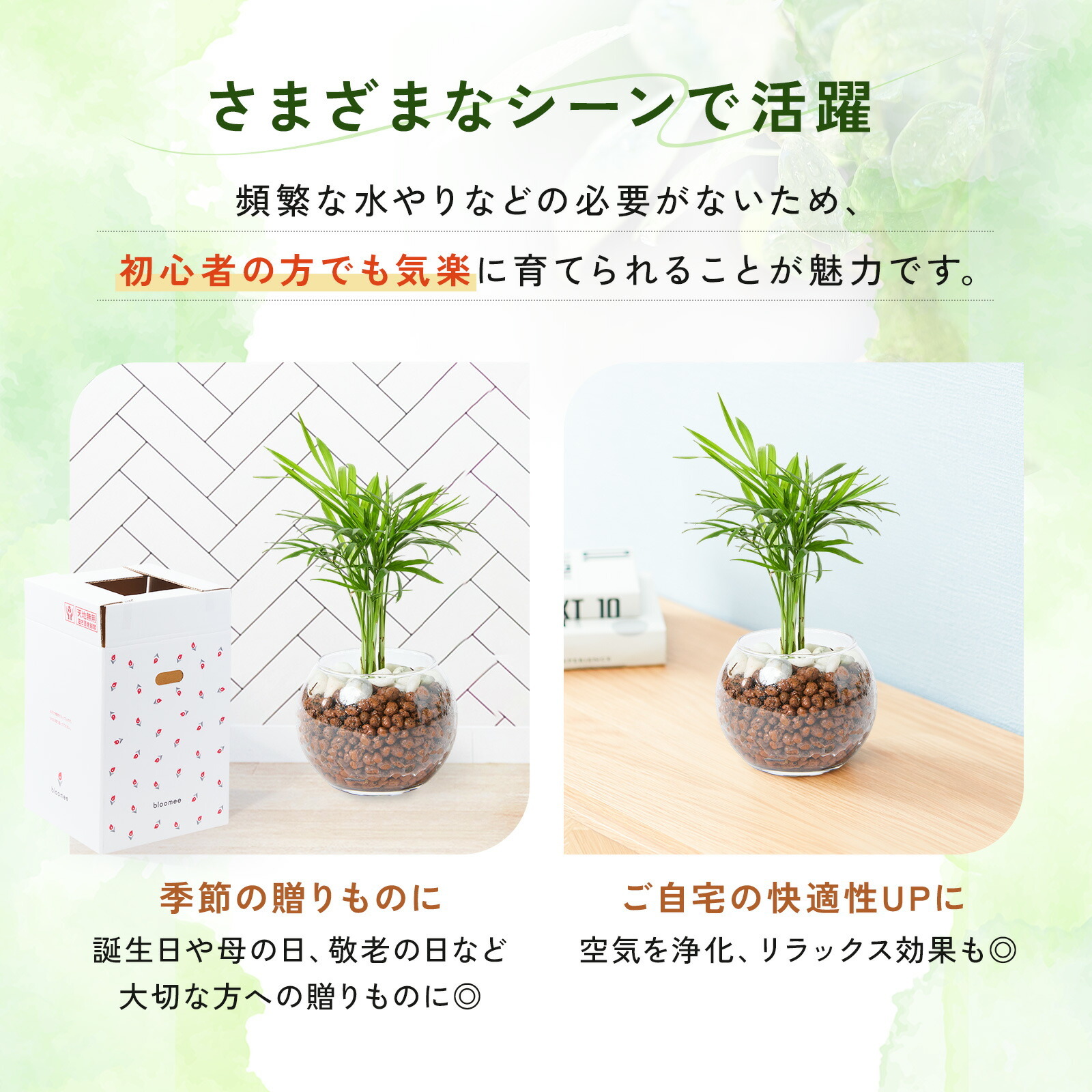 テーブルヤシ ３号 ハイドロカルチャー 観葉植物