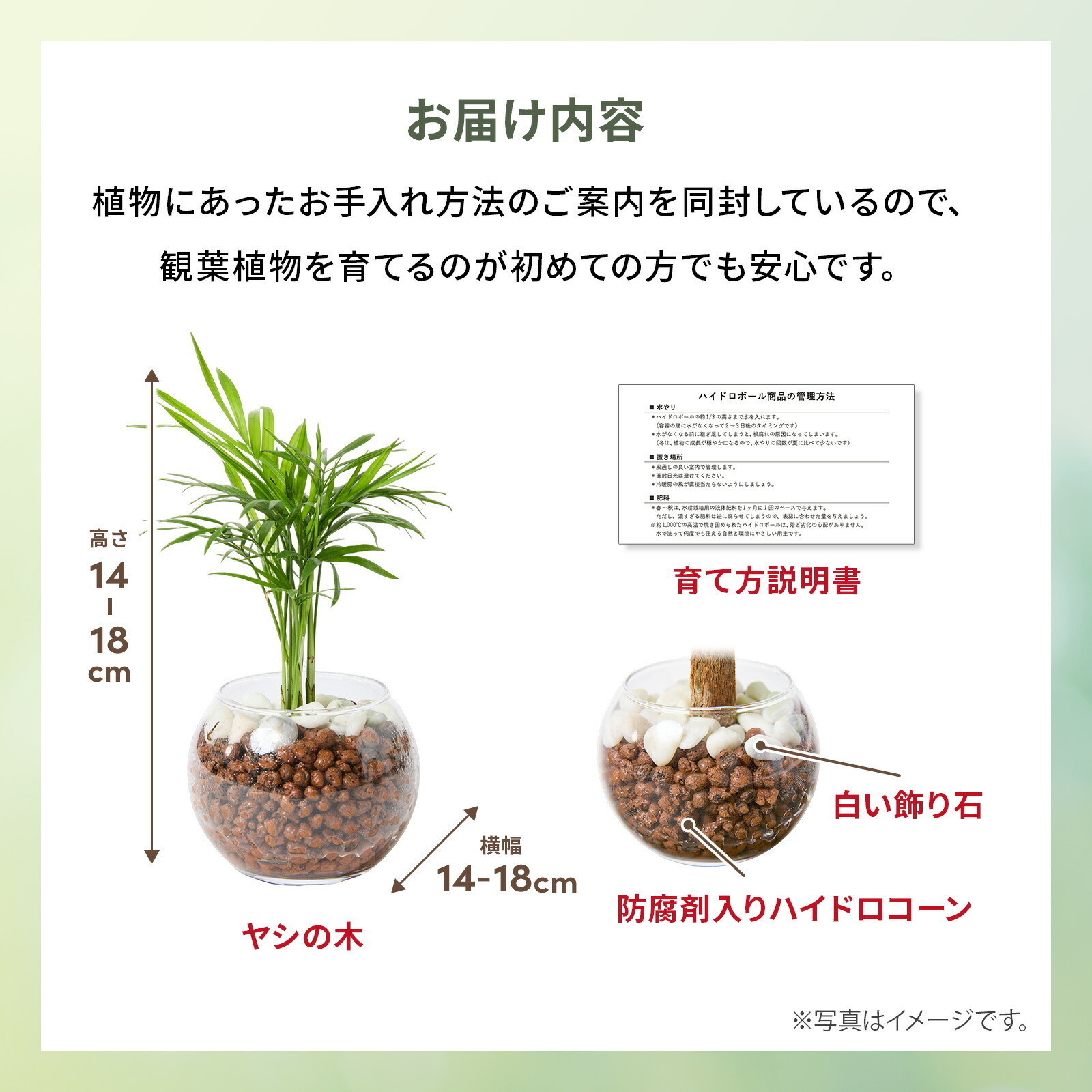 テーブルヤシ ３号 ハイドロカルチャー 観葉植物