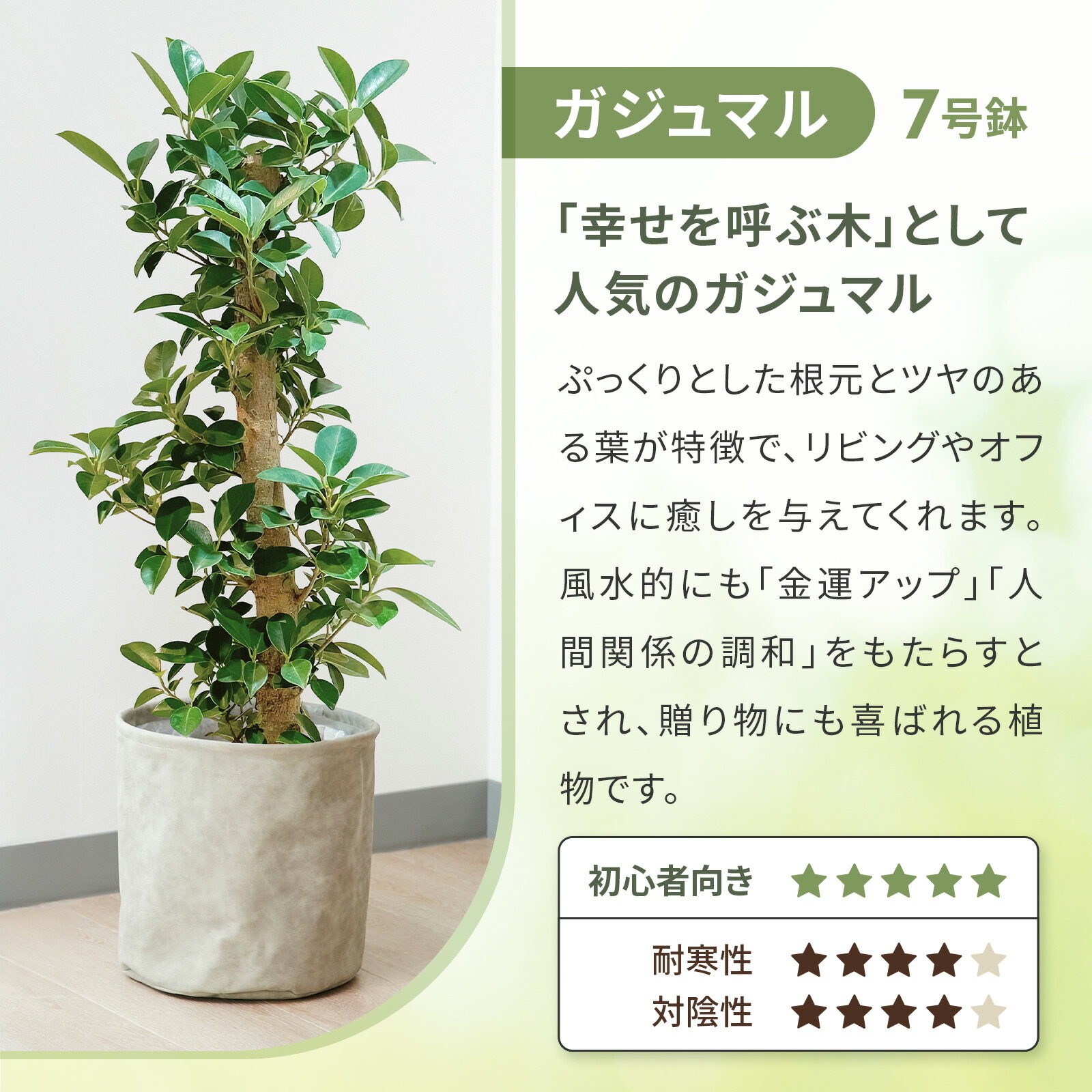 ガジュマル 7号 編み込みバスケット