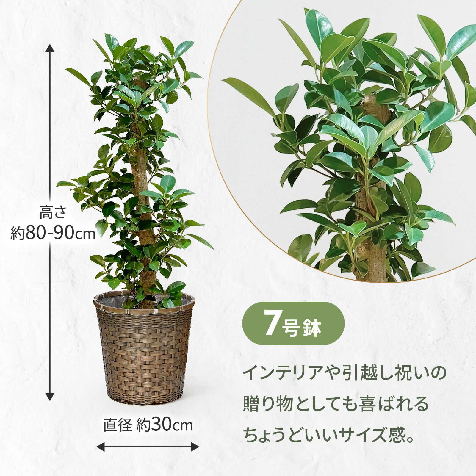 ガジュマル 7号 編み込みバスケット