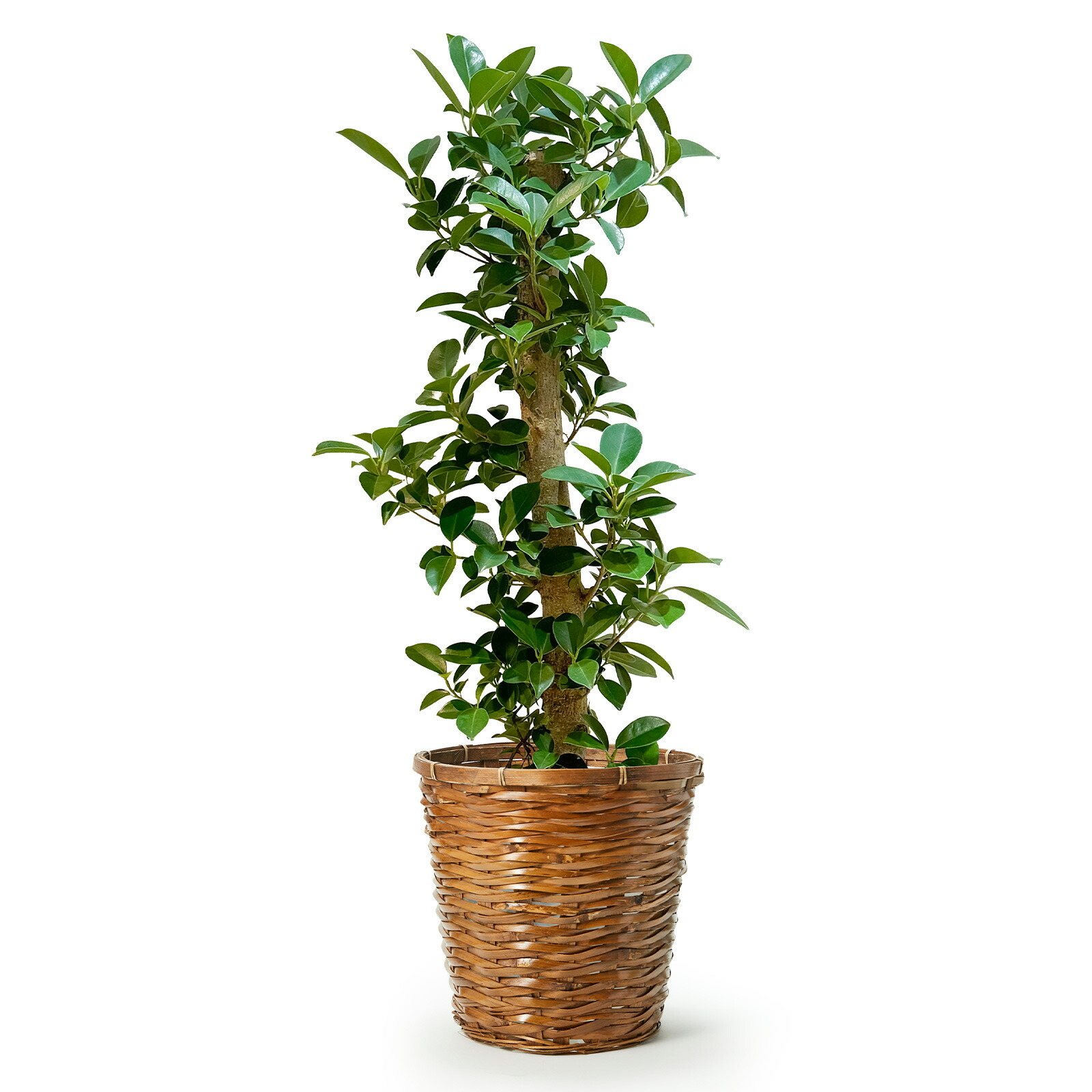 ガジュマル 7号 かご