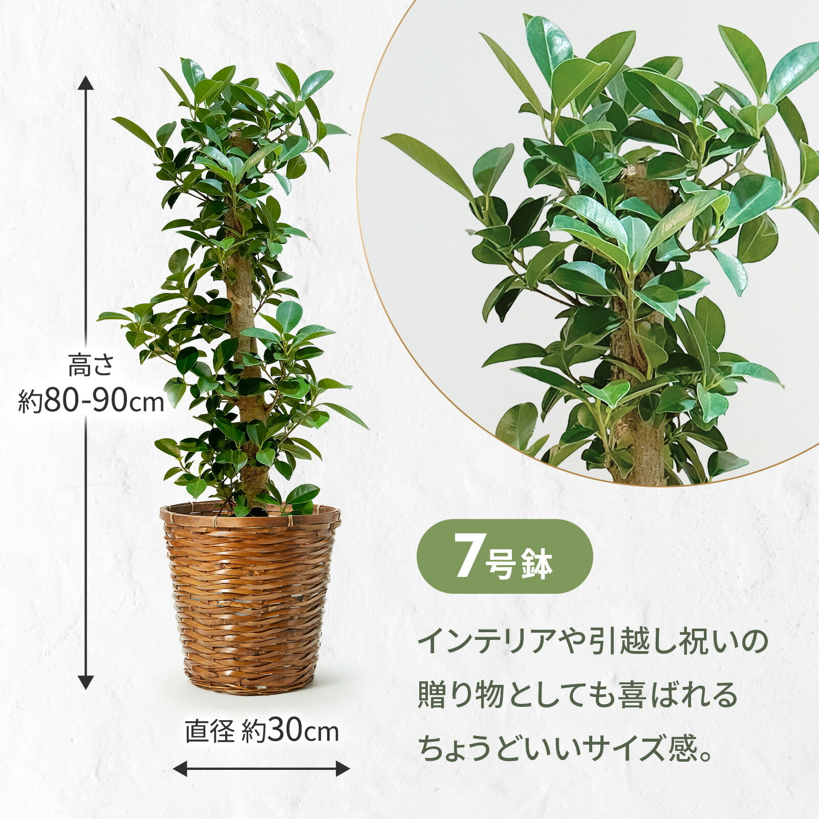 ガジュマル 7号 かご