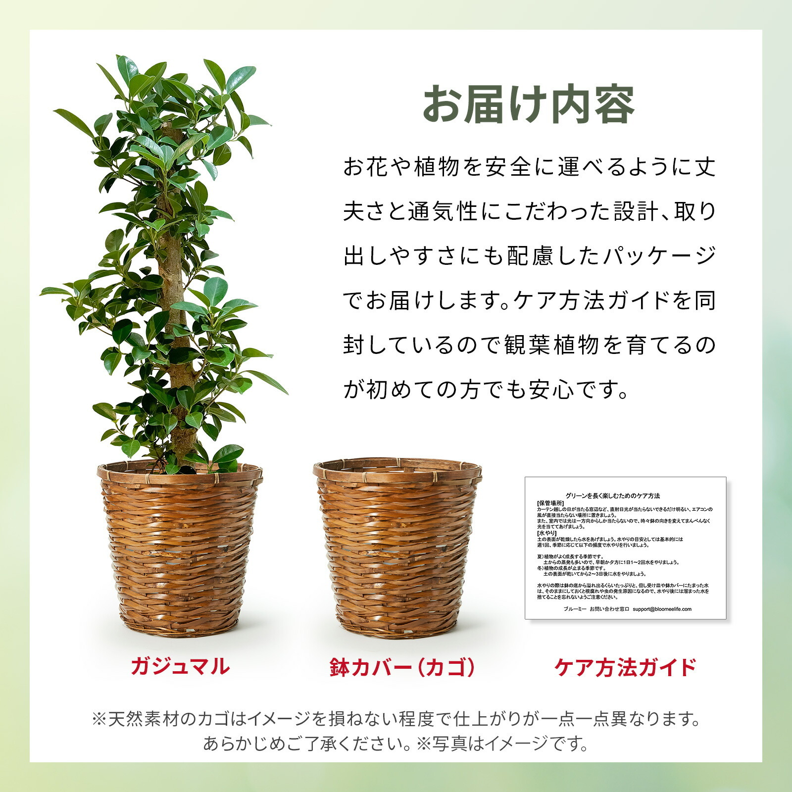 ガジュマル 7号 かご