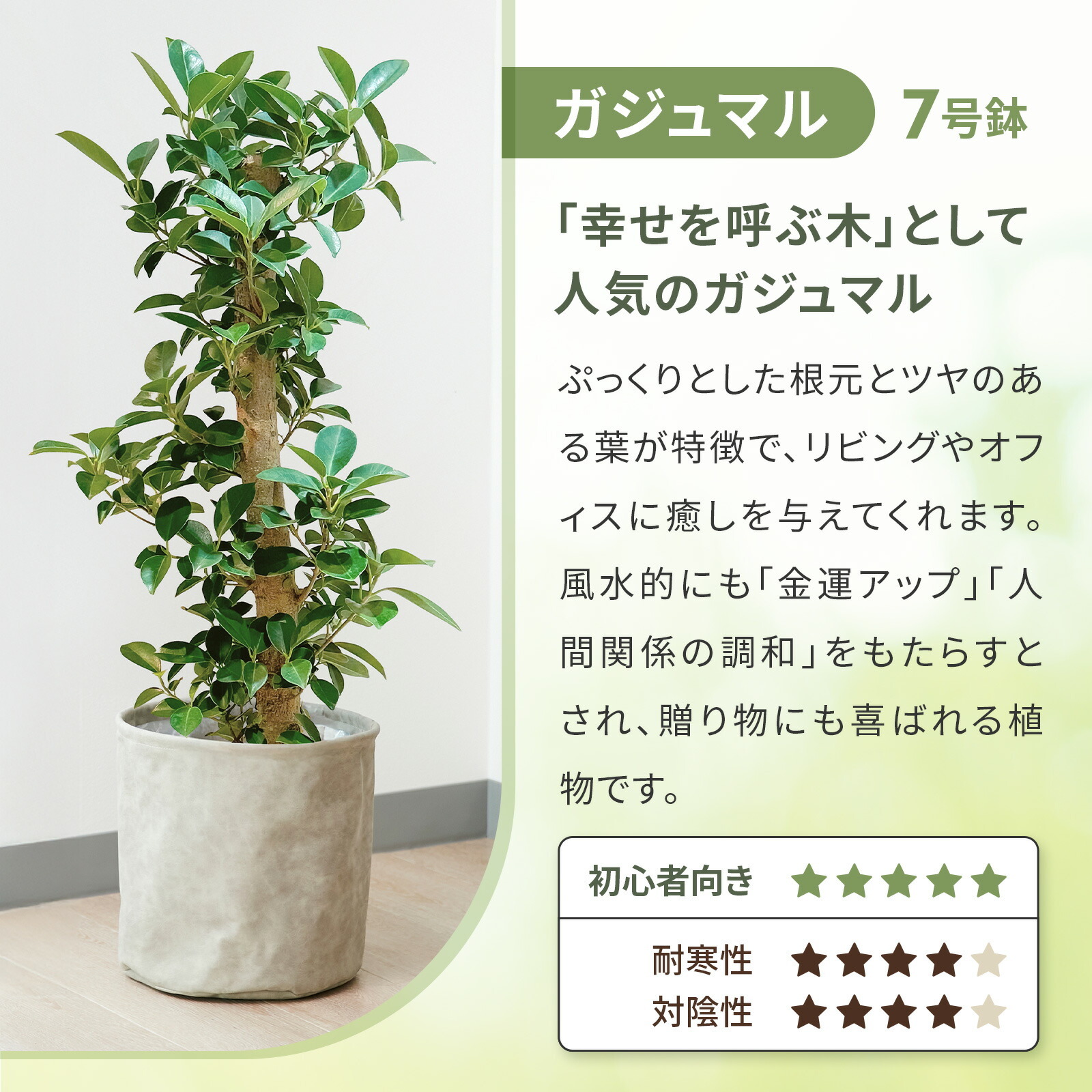 ガジュマル 7号 木目かご