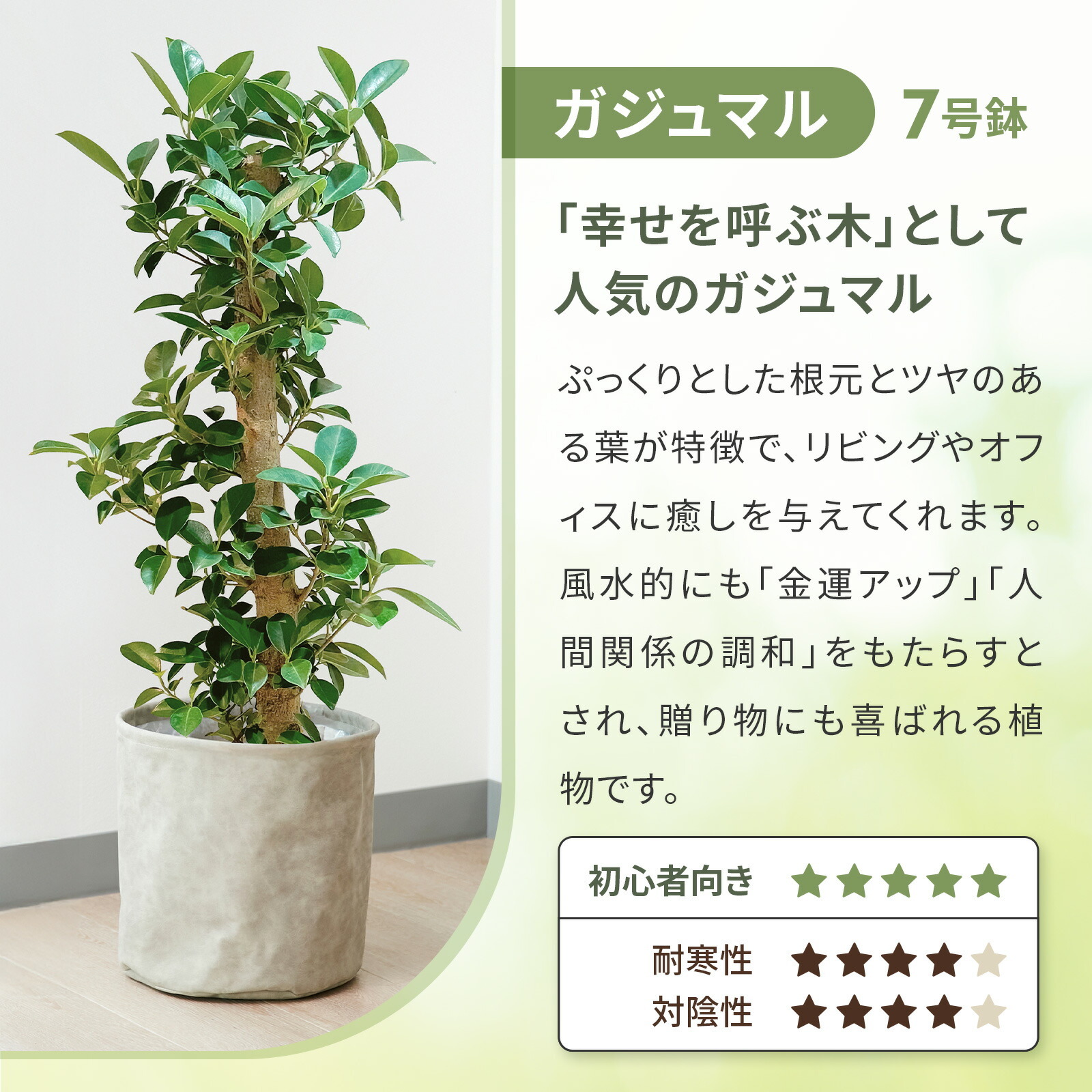 ガジュマル 7号 レザー調カバー