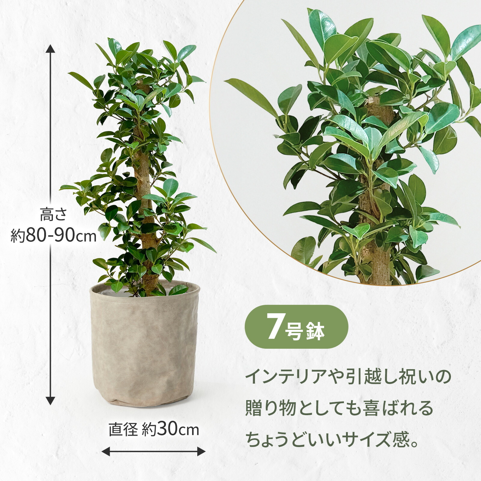 ガジュマル 7号 レザー調カバー