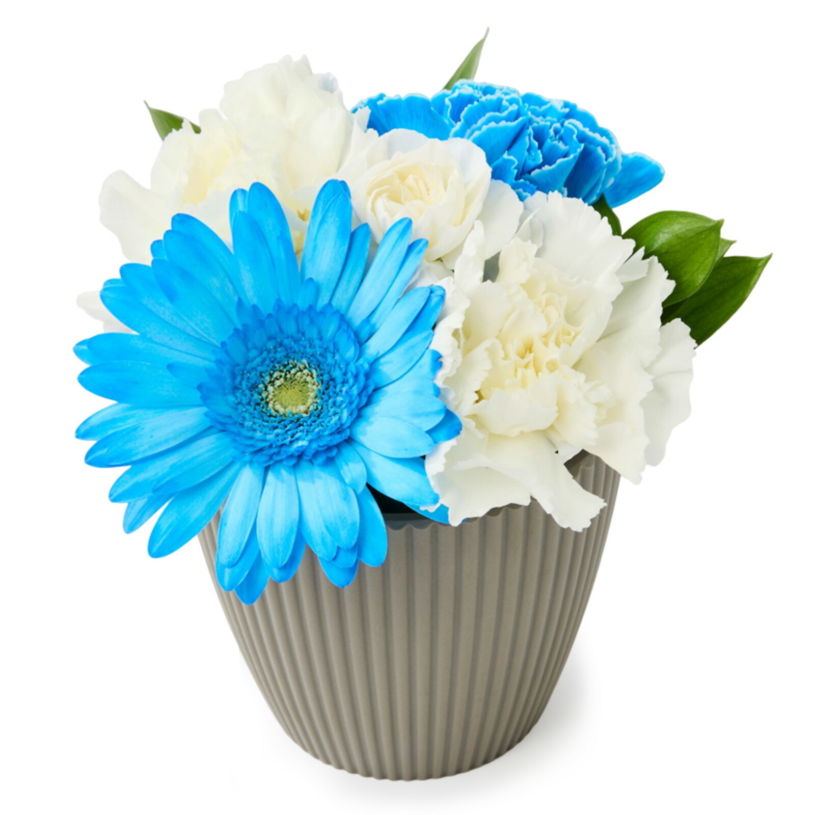 アレンジメント(ブルー)XSサイズ