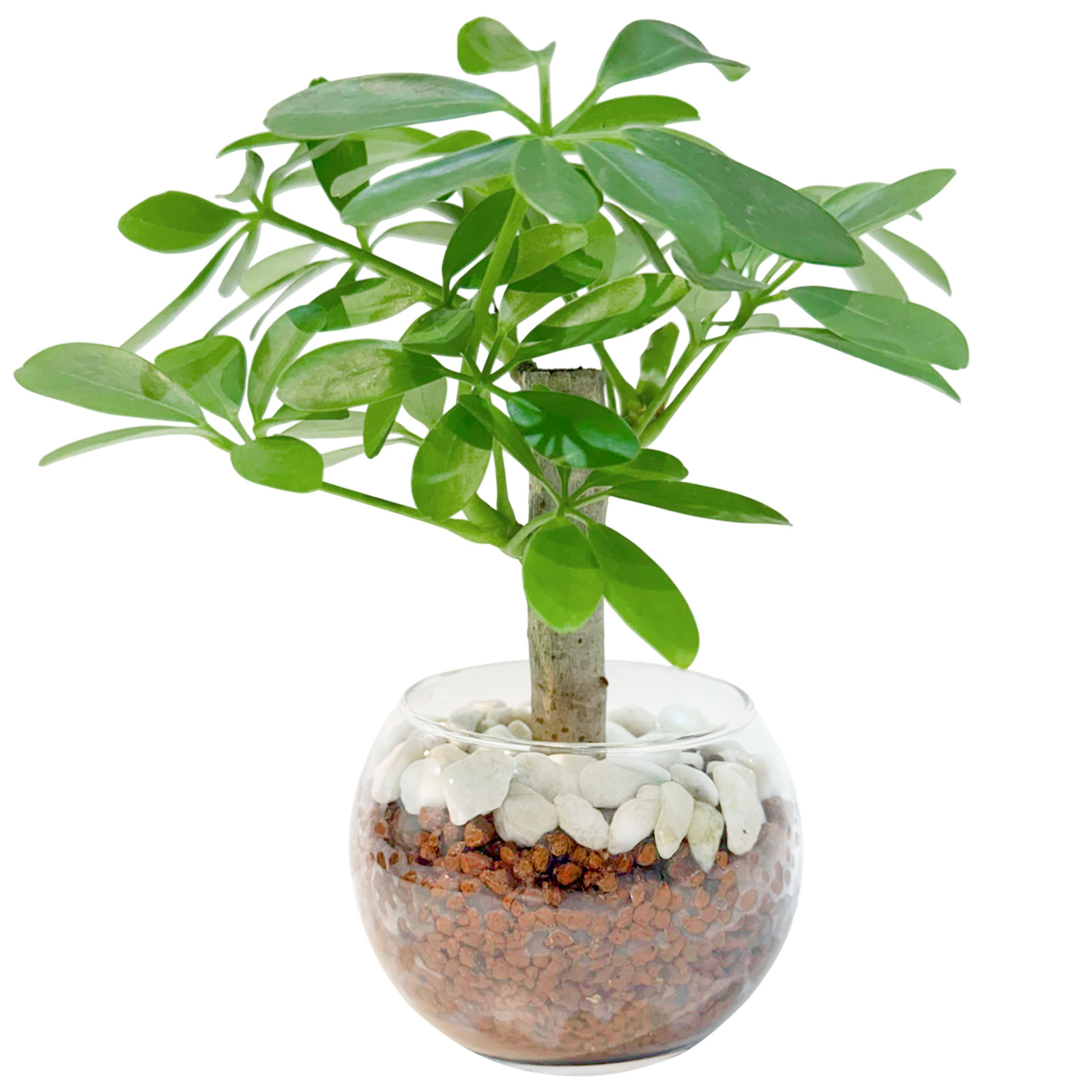 カポック ３号 ハイドロカルチャー 観葉植物