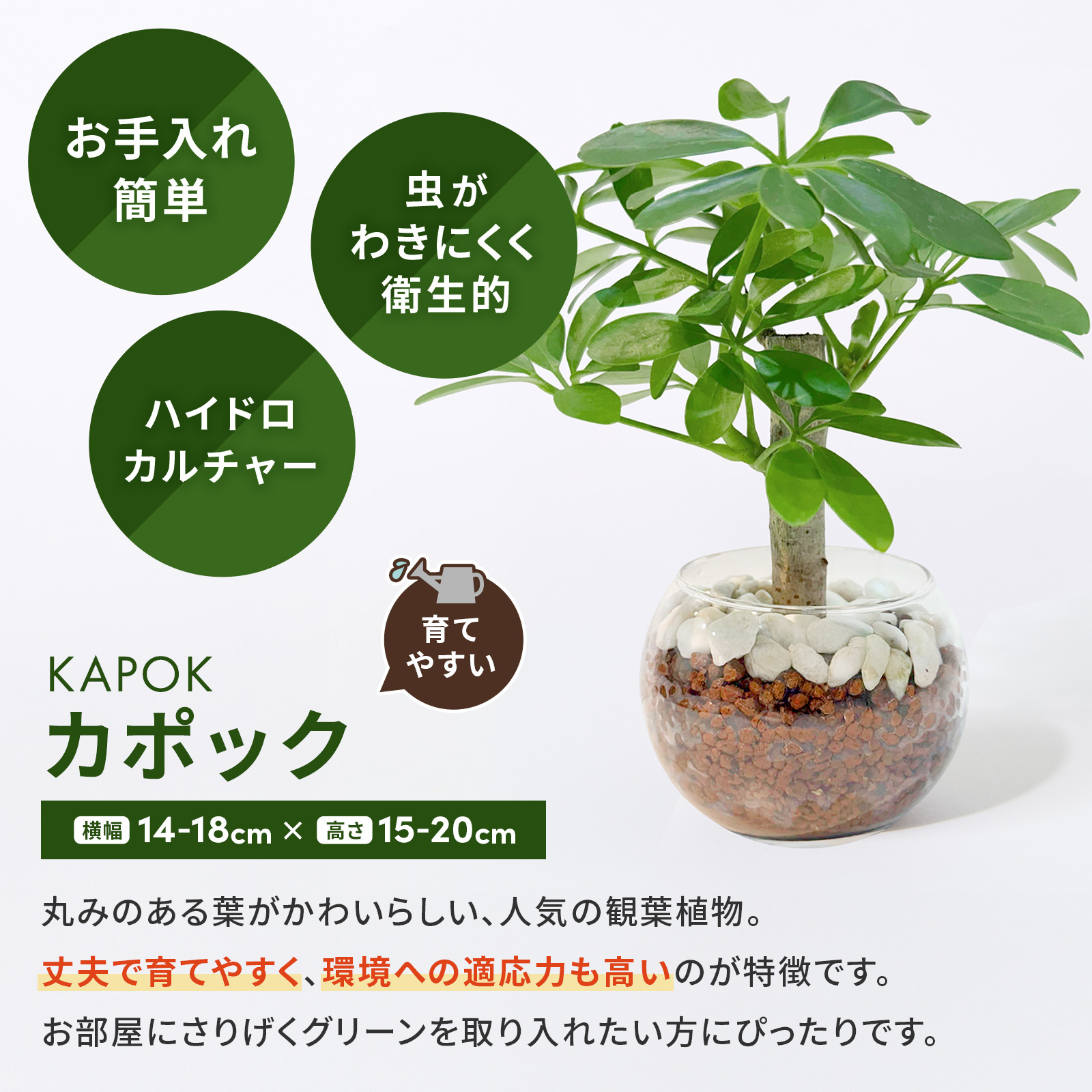 カポック ３号 ハイドロカルチャー 観葉植物