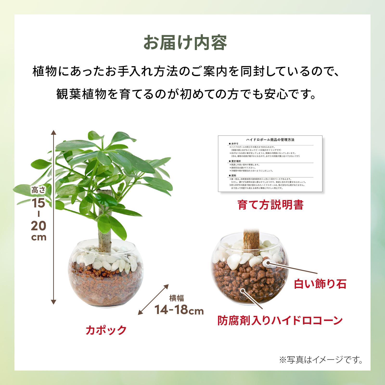 カポック ３号 ハイドロカルチャー 観葉植物