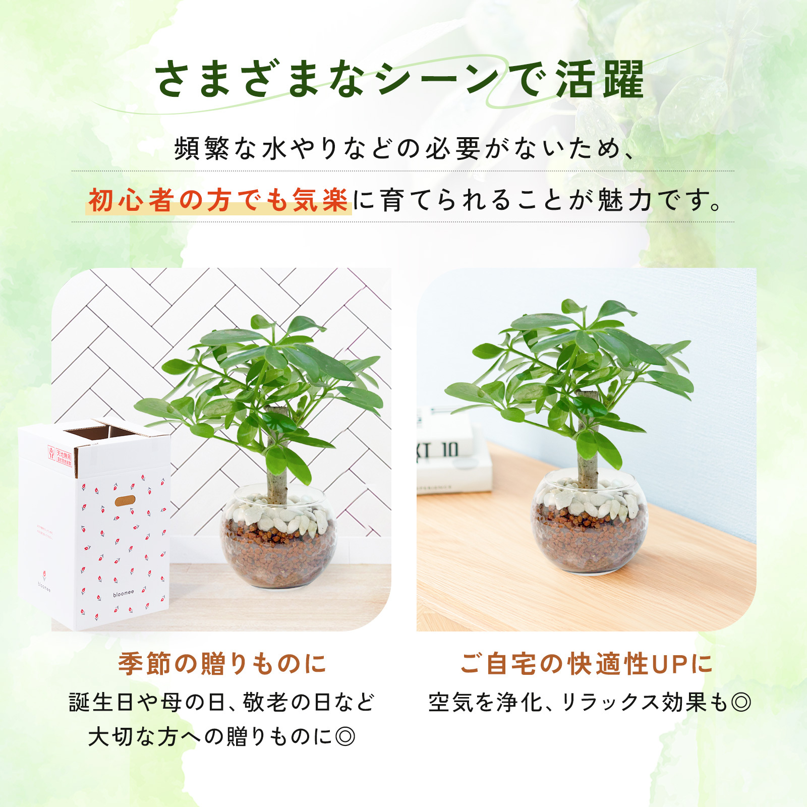 カポック ３号 ハイドロカルチャー 観葉植物