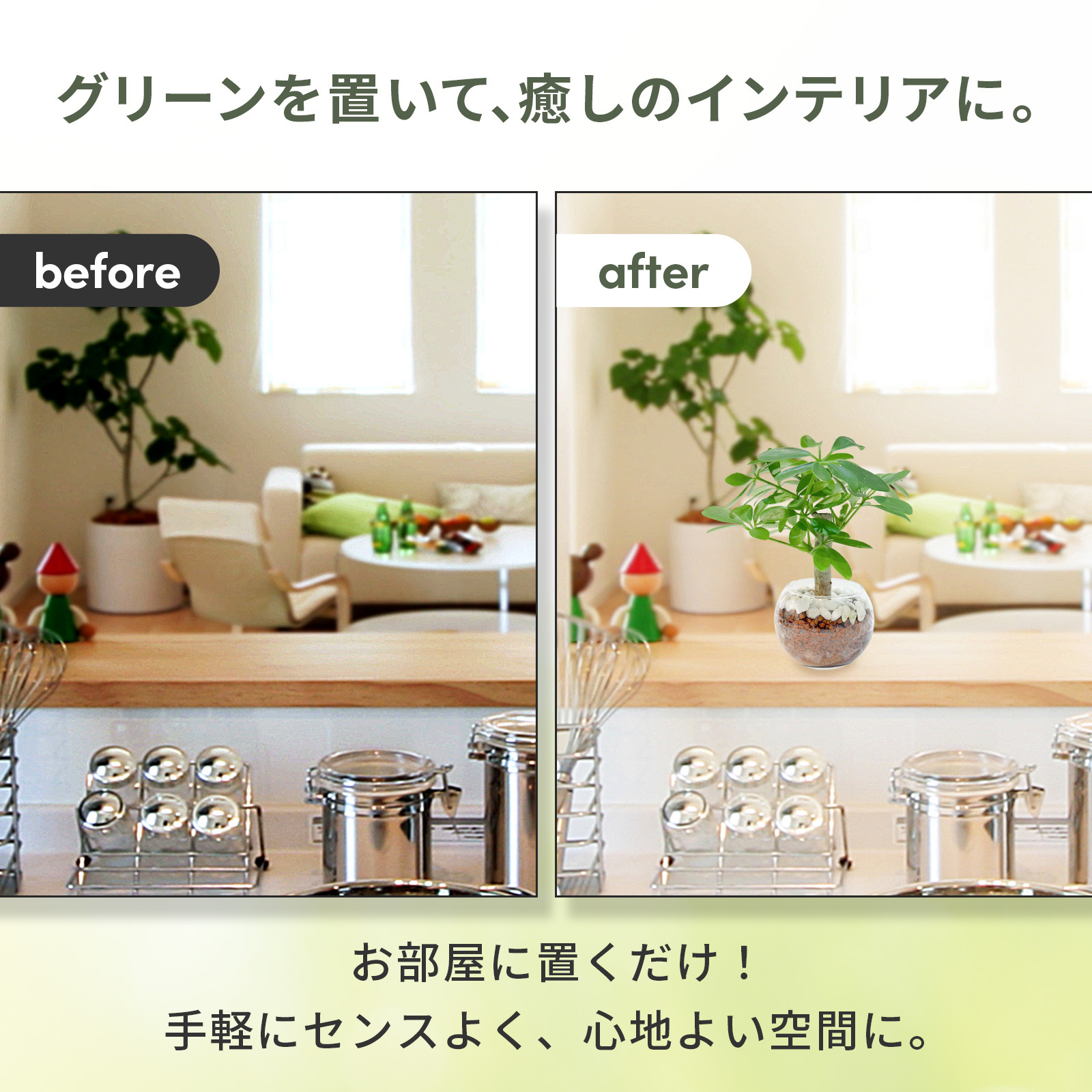 カポック ３号 ハイドロカルチャー 観葉植物