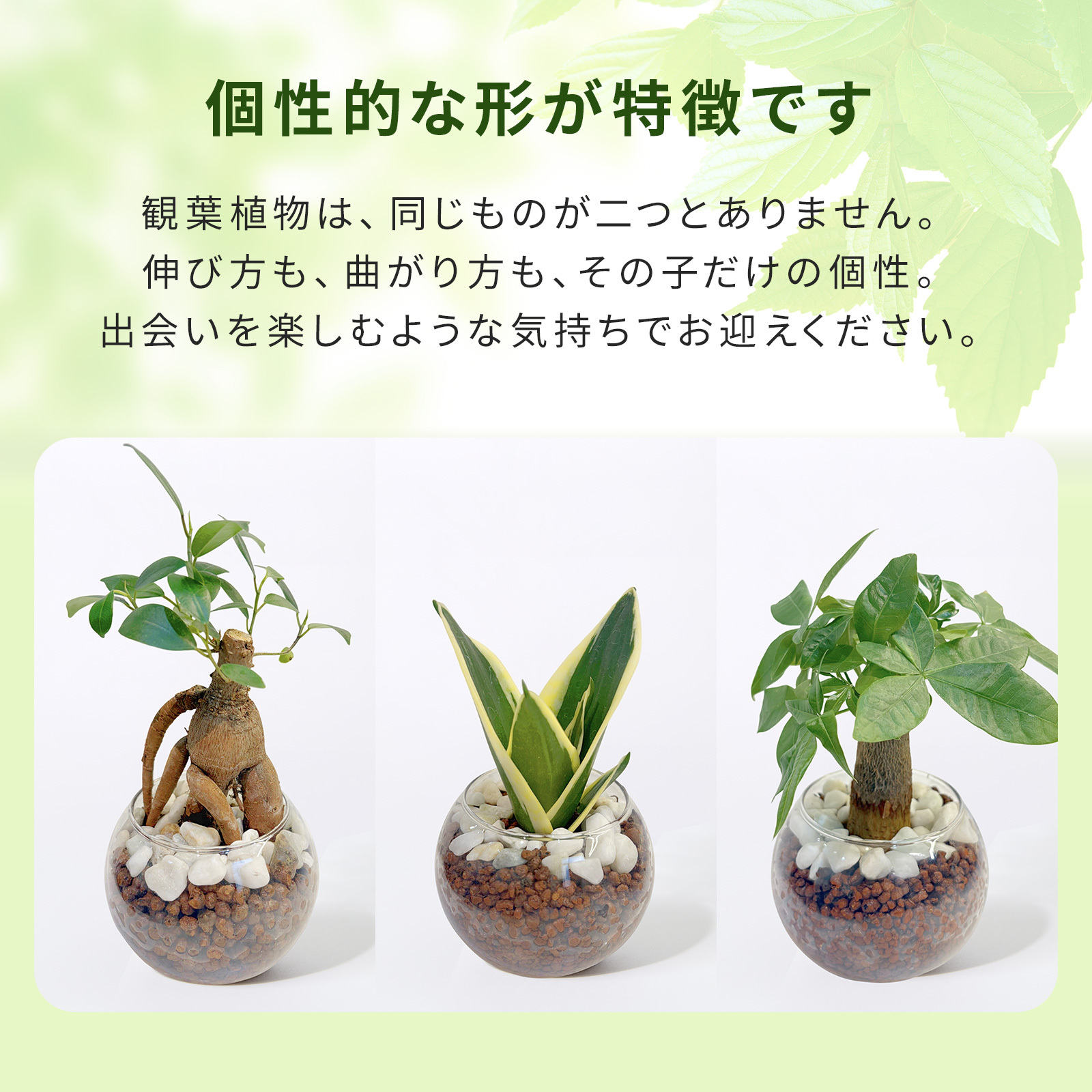 カポック ３号 ハイドロカルチャー 観葉植物