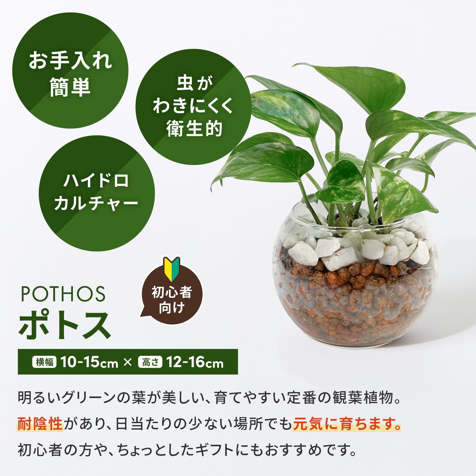 ポトス ３号 ハイドロカルチャー 観葉植物