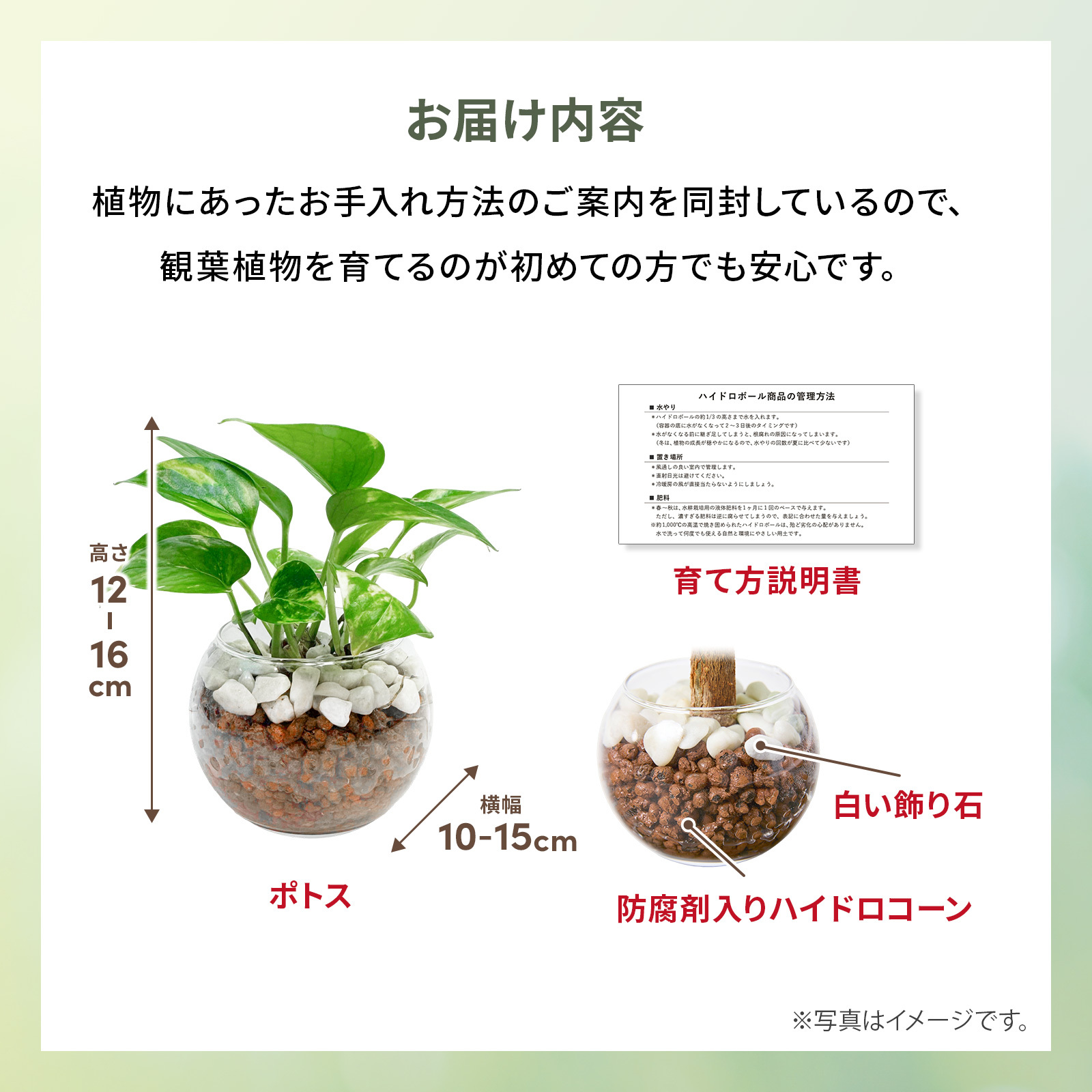 ポトス ３号 ハイドロカルチャー 観葉植物
