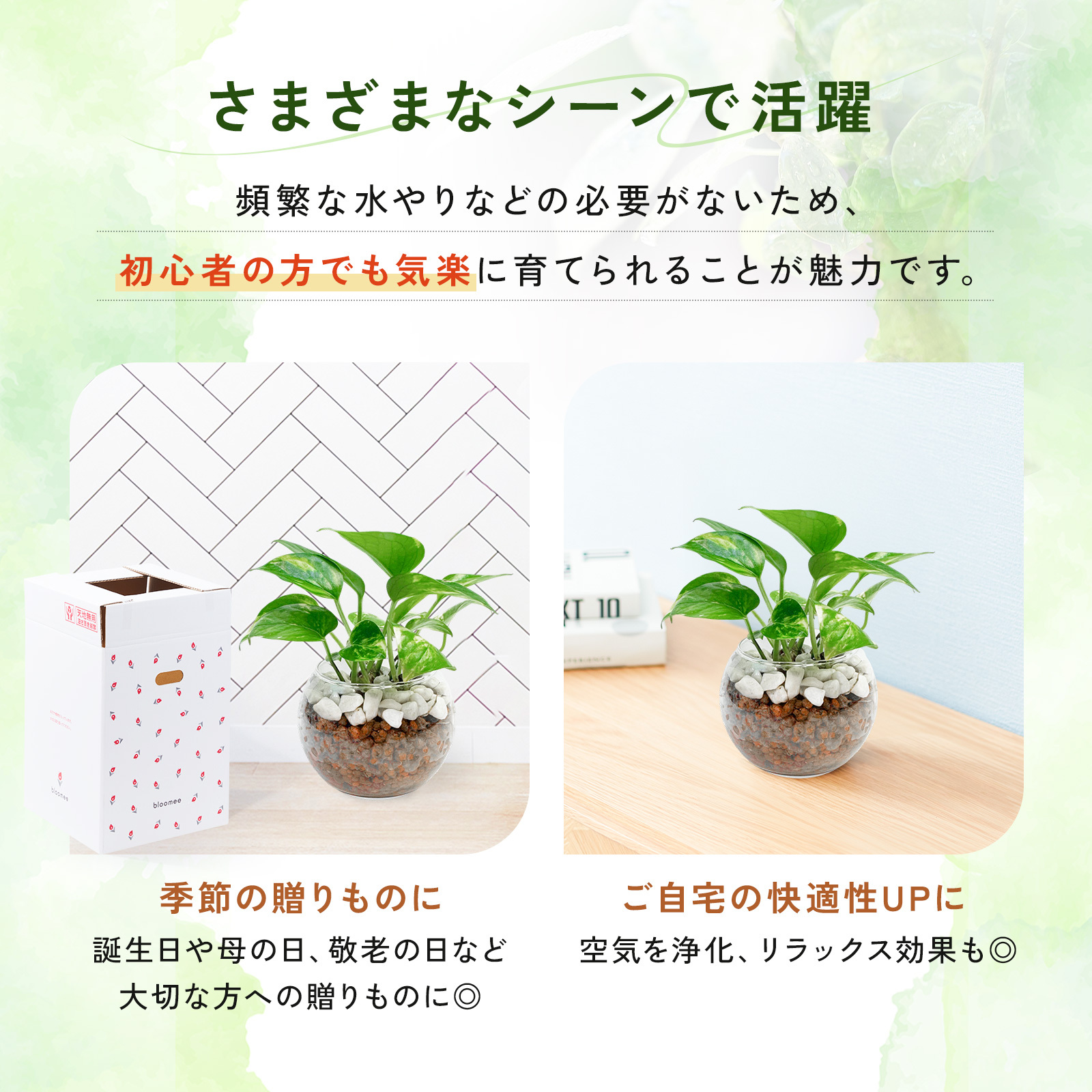 ポトス ３号 ハイドロカルチャー 観葉植物