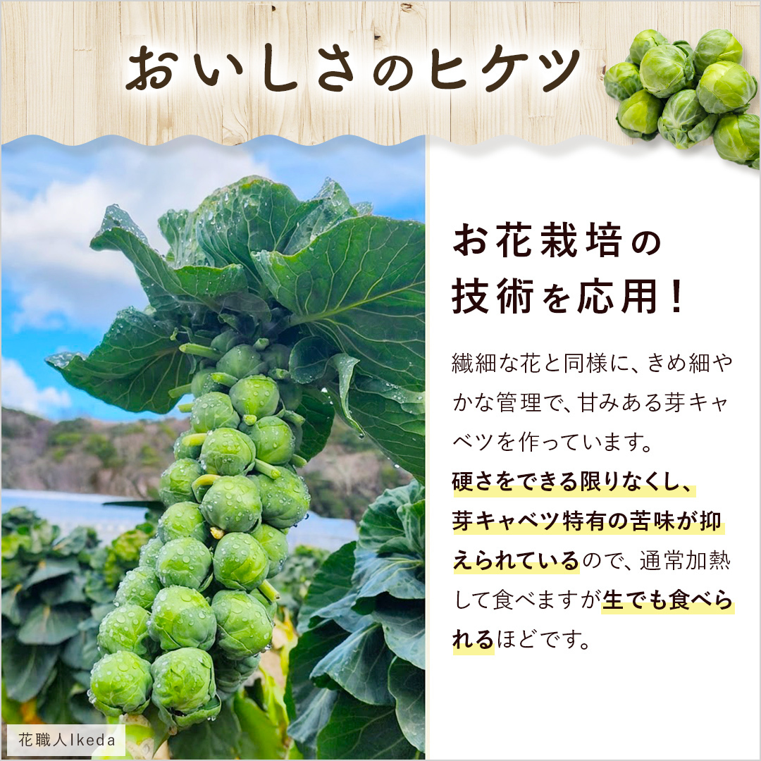 【再入荷】極 - 芽キャベツ（約200gx3）【スターチスのミニブーケ付き】