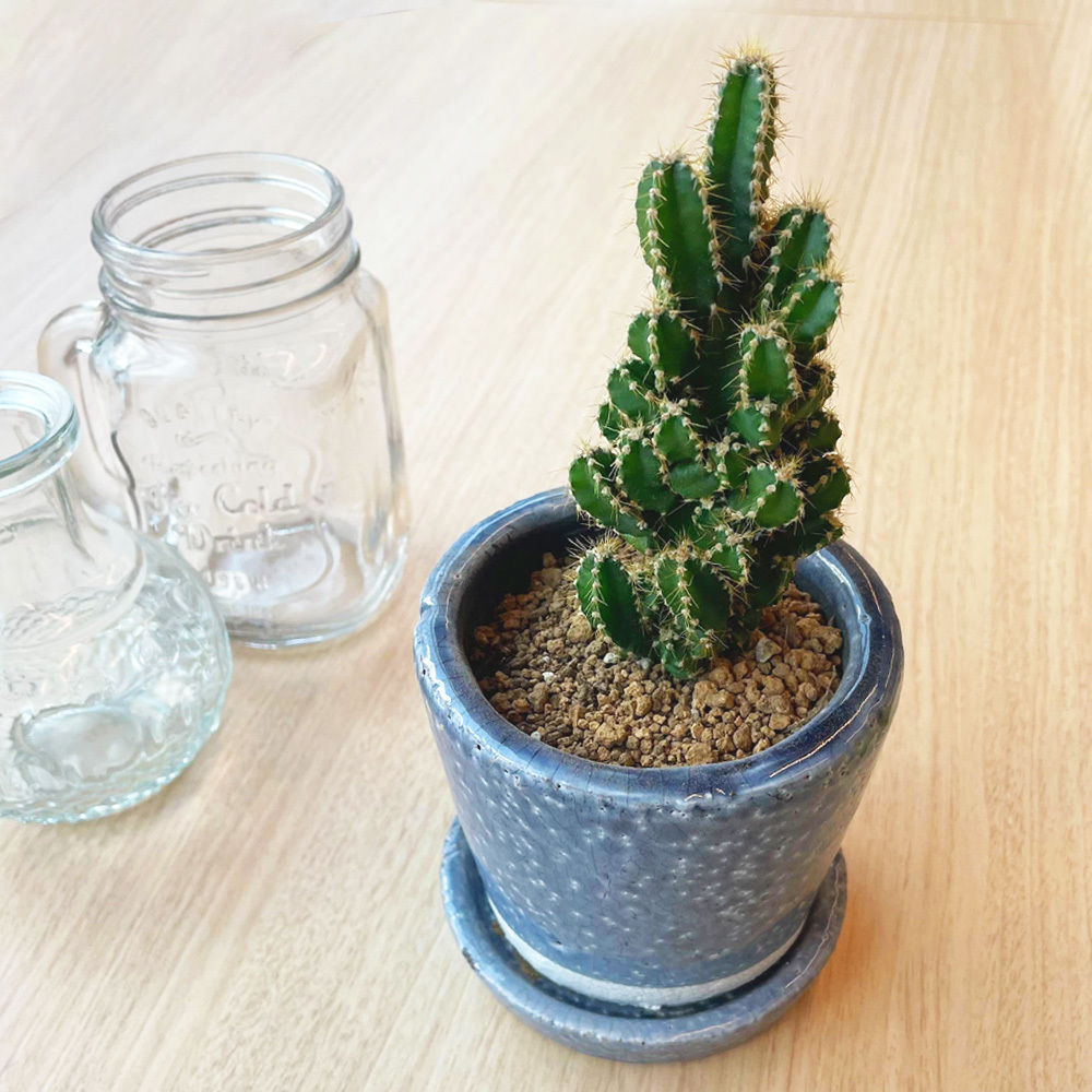 DULTONのポット入り//「柱サボテン」 | 観葉植物のギフト通販