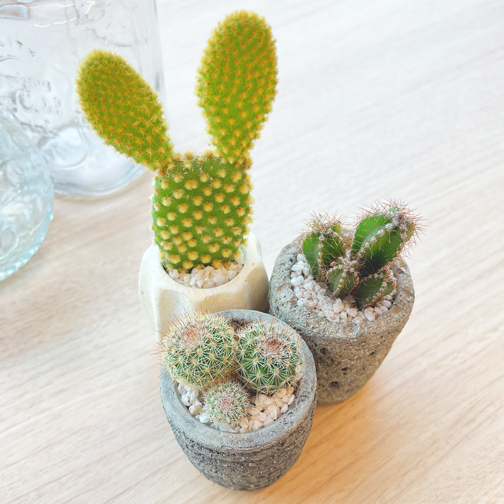 おしゃれなポット入り】ミニサボテン3個セット | 観葉植物のギフト通販