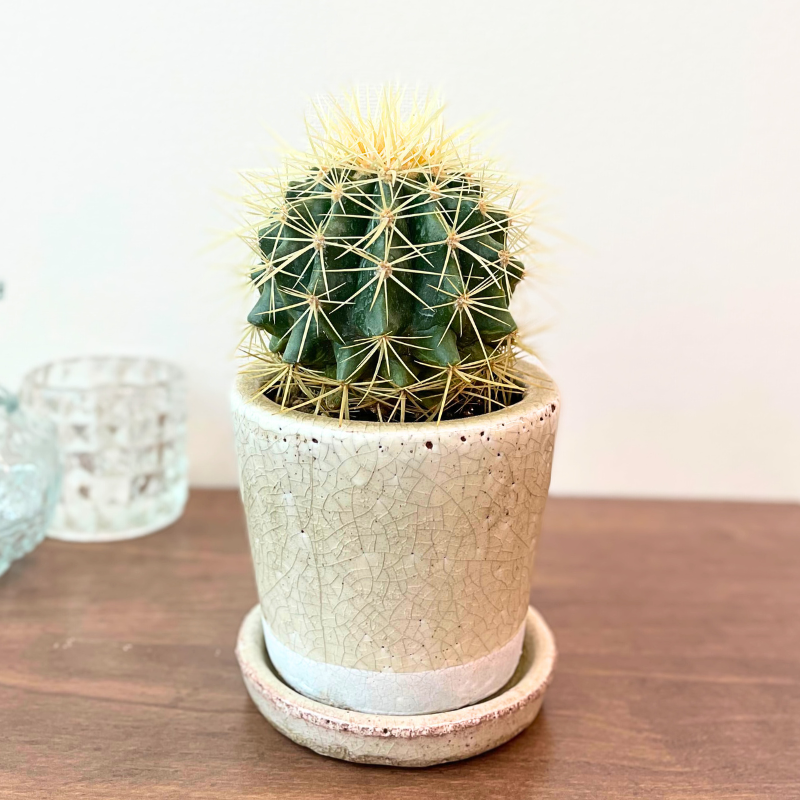 DULTONのポット入り//「タマサボテン」 | 観葉植物のギフト通販