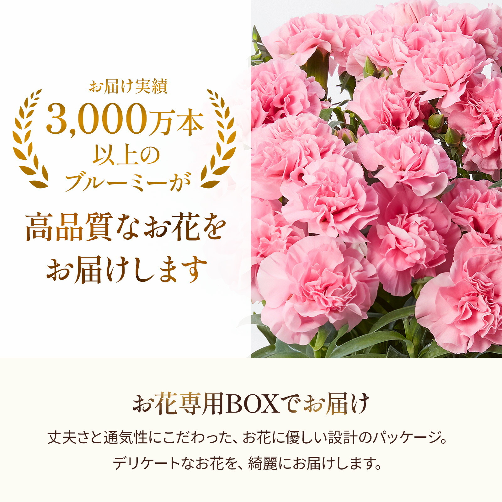 鉢植え カーネーション オレンジ(メープルシフォン) と アンリ・シャルパンティエ しあわせサブレ のセット【母の日カード付き】