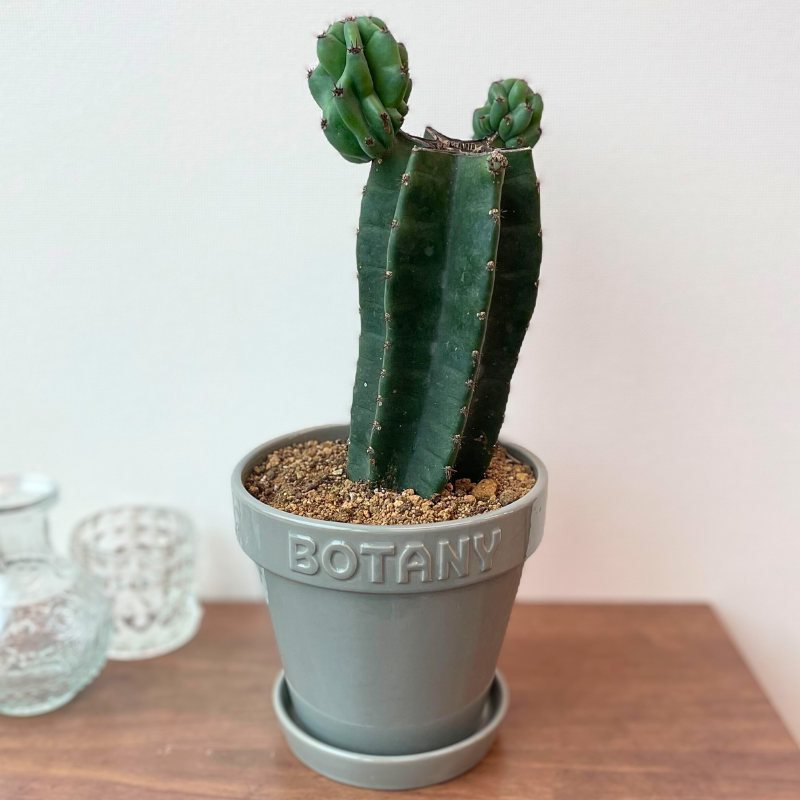 DULTONのBOTANYポット入「柱サボテン」大 | 観葉植物のギフト
